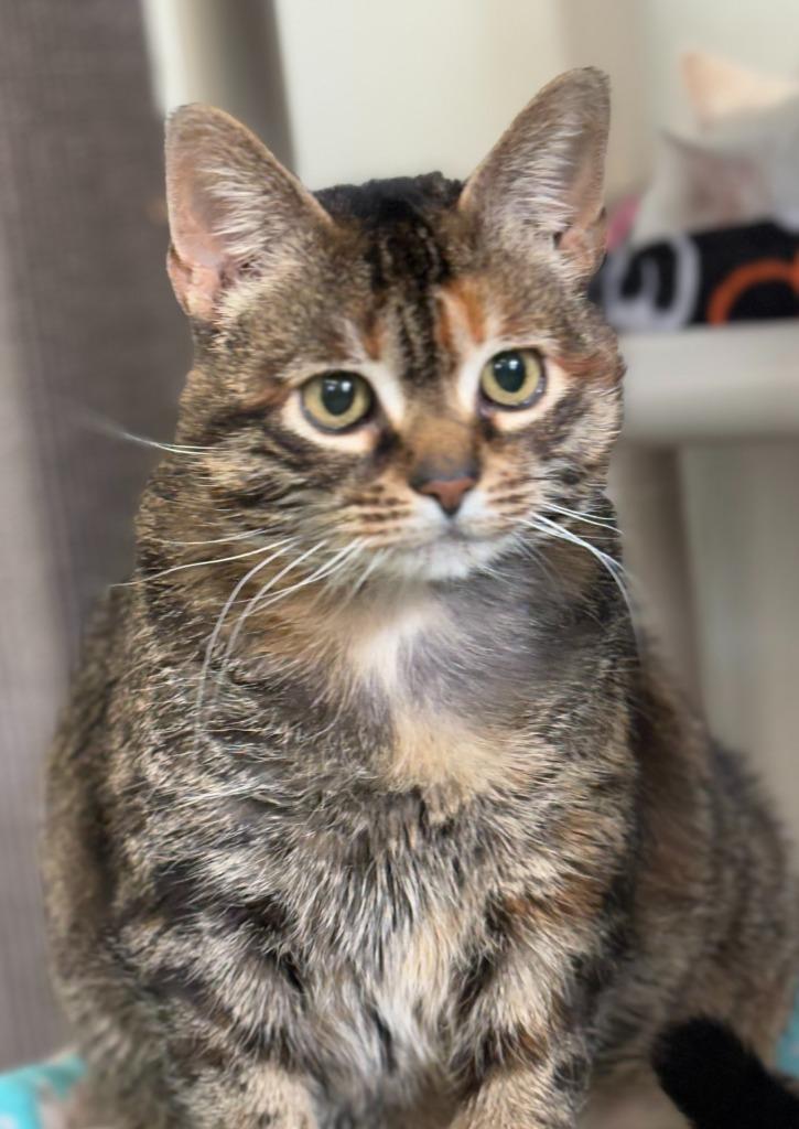 Wally, Adoptable, Adult Female Domestic Short Hair.