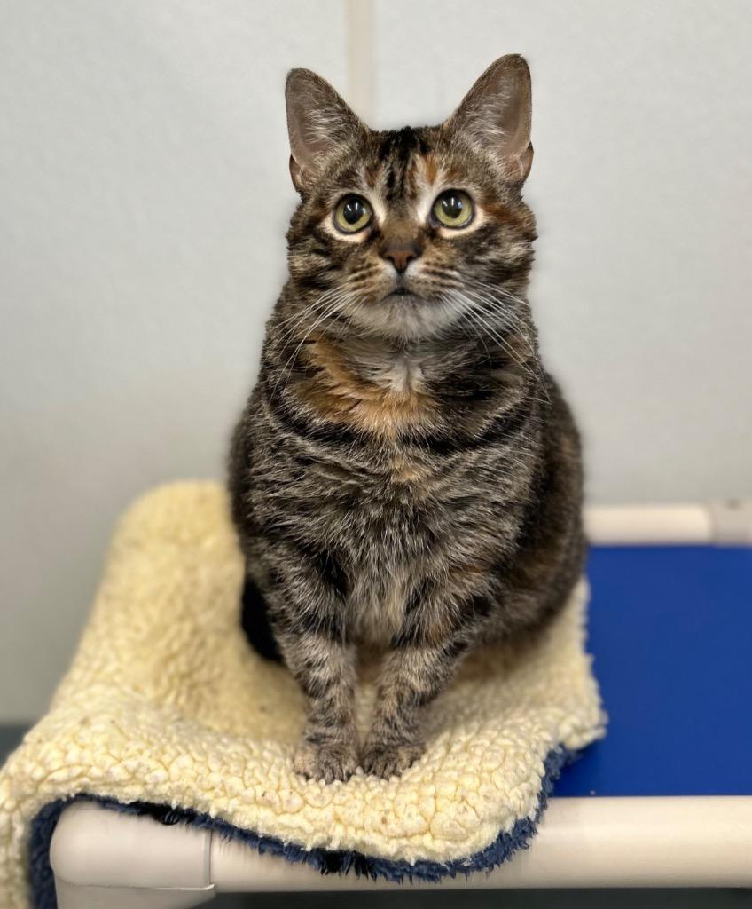 Enlarge Wally, a Adoptable mixed breed in Cumberland, ME image 4/6