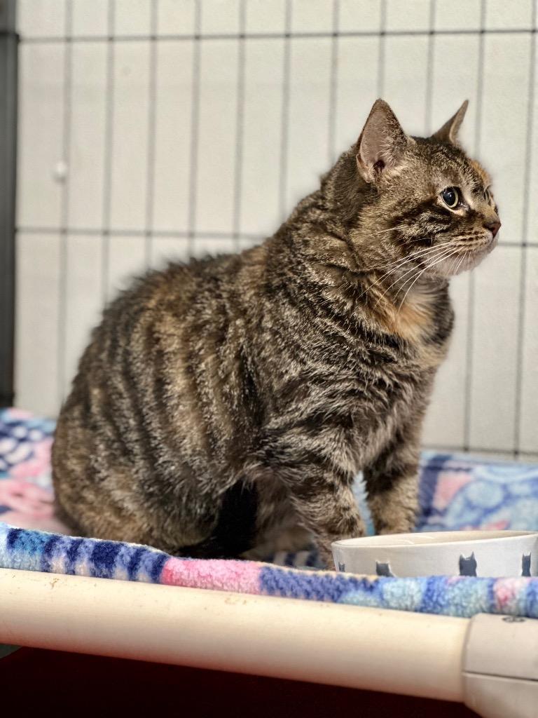 Enlarge Wally, a Adoptable mixed breed in Cumberland, ME image 6/6