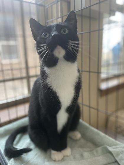 Enlarge Marlboro, a ADOPTABLE Domestic Short Hair in El Reno, OK image 1/1