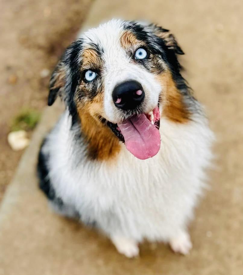 Enlarge ARPH #14691 - Conway, a Adoptable Australian Shepherd in North Richland Hills, TX image 1/1