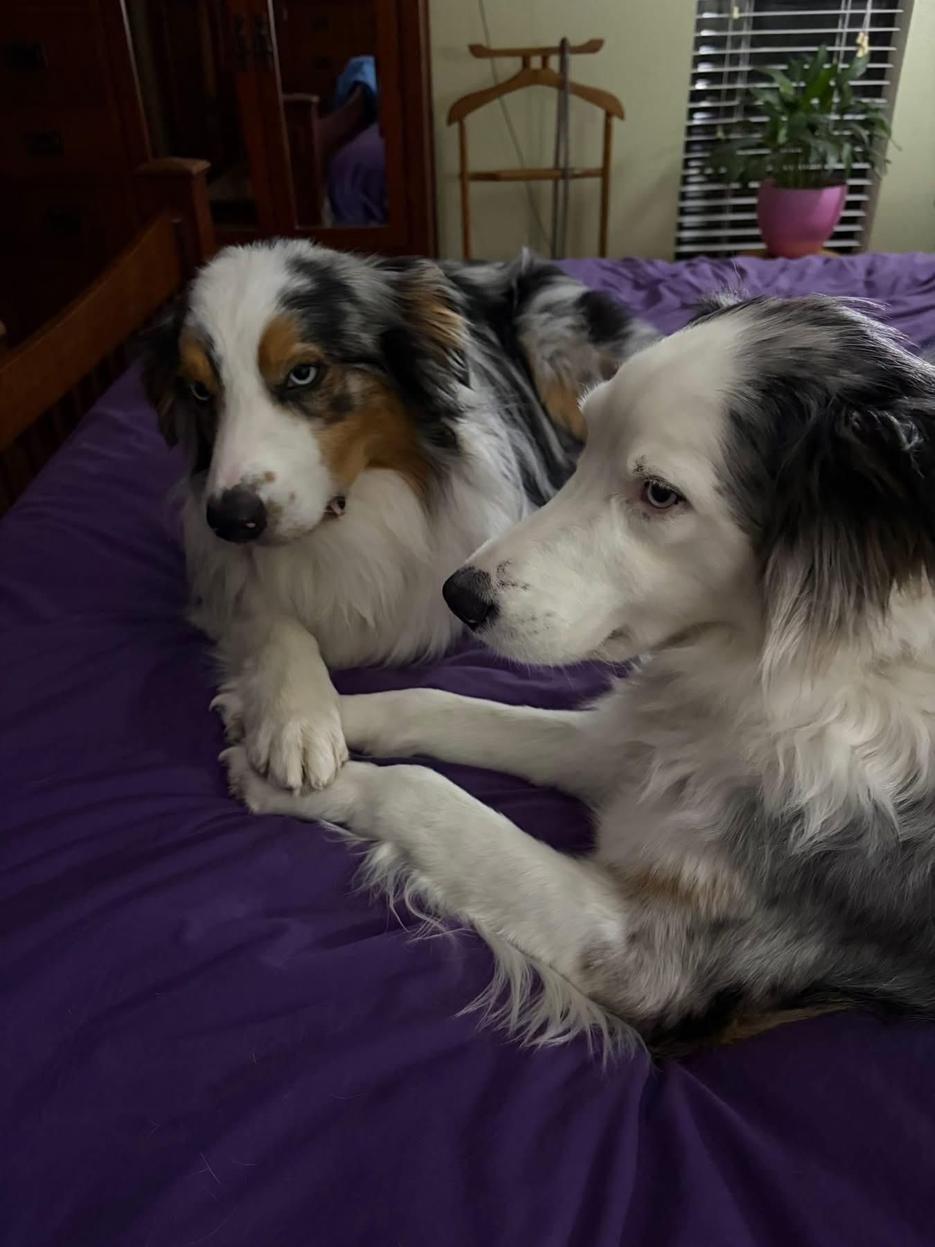 Enlarge ARPH #14691 - Conway, a Adoptable Australian Shepherd in North Richland Hills, TX image 3/3