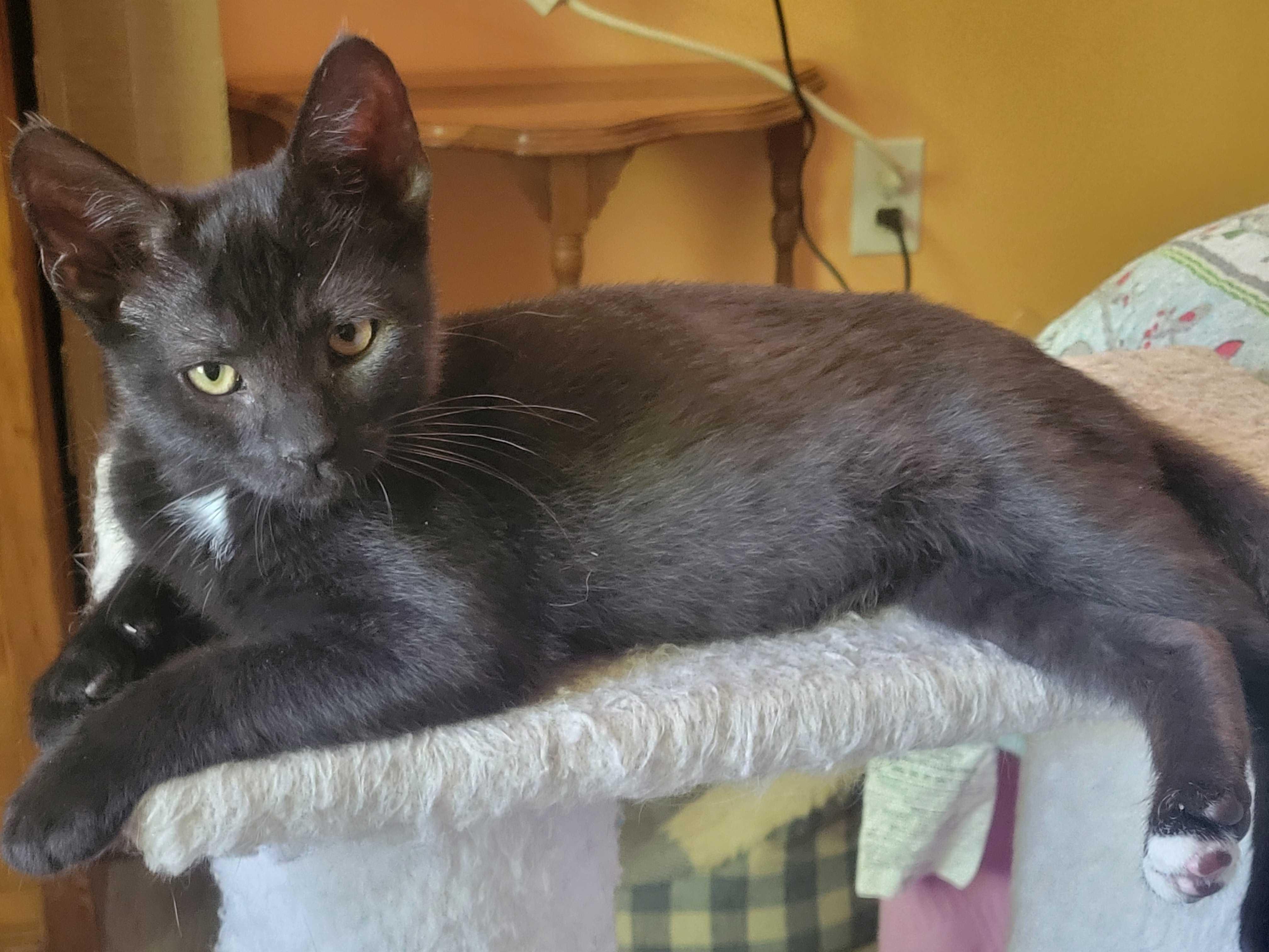 Tippy Toes, a ADOPTABLE Domestic Short Hair in East Amherst, NY image 5/6
