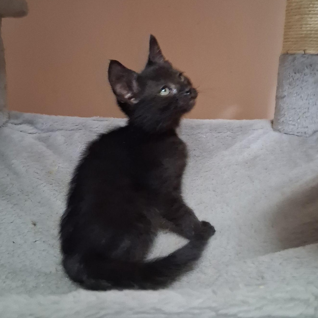 Enlarge Tippy Toes, a ADOPTABLE Domestic Short Hair in East Amherst, NY image 4/6