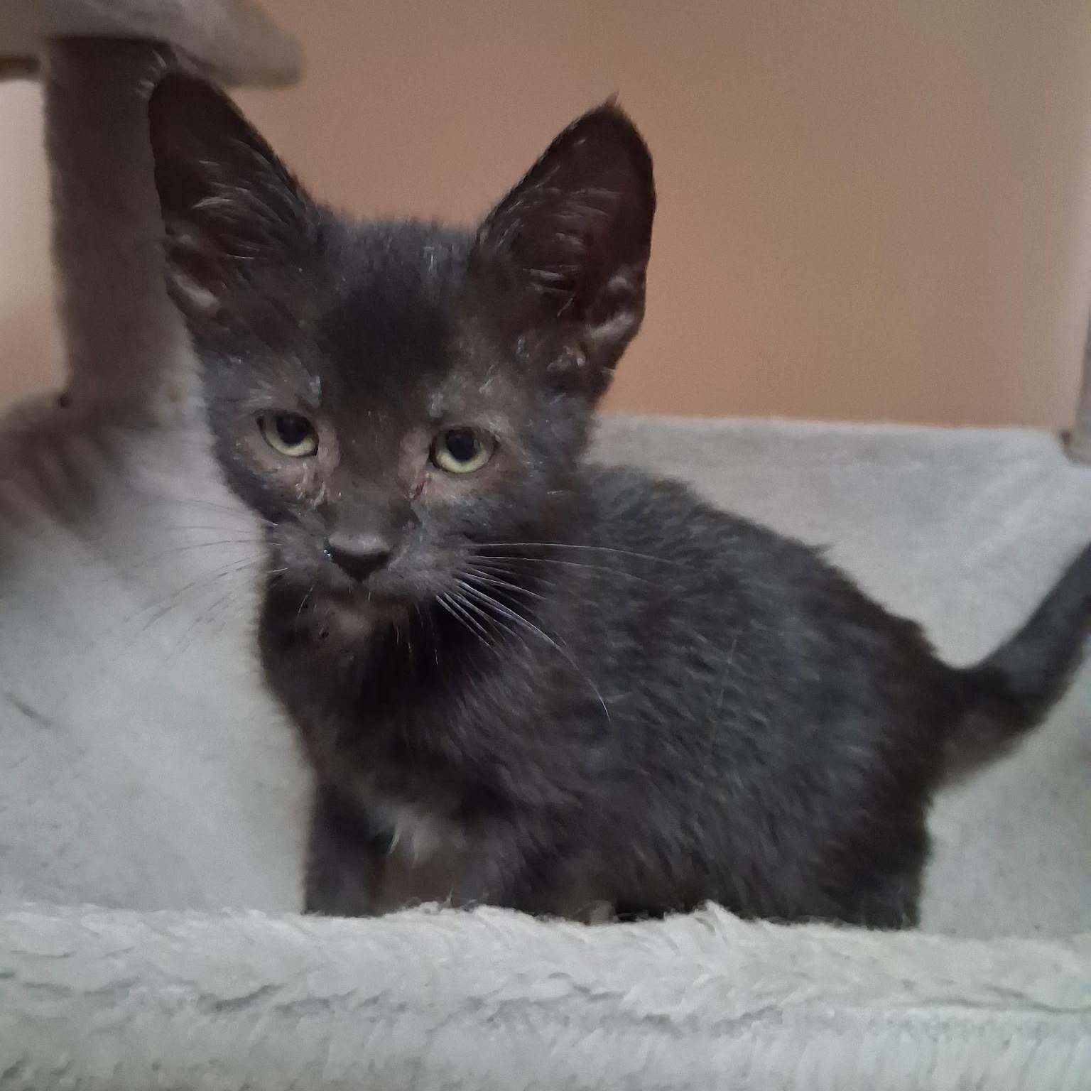 Enlarge Tippy Toes, a ADOPTABLE Domestic Short Hair in East Amherst, NY image 6/6
