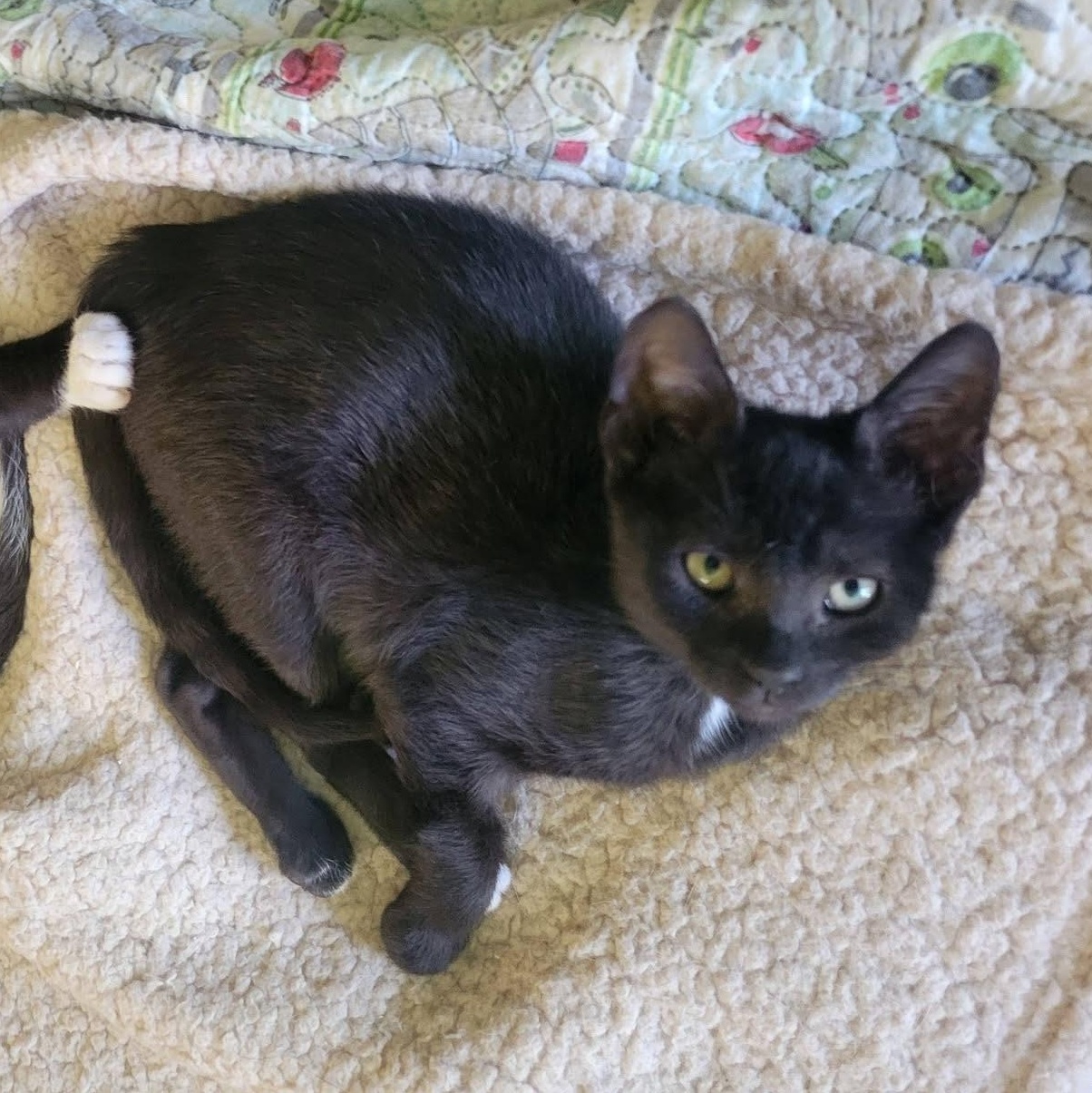 Tippy Toes, a ADOPTABLE Domestic Short Hair in East Amherst, NY image 3/6