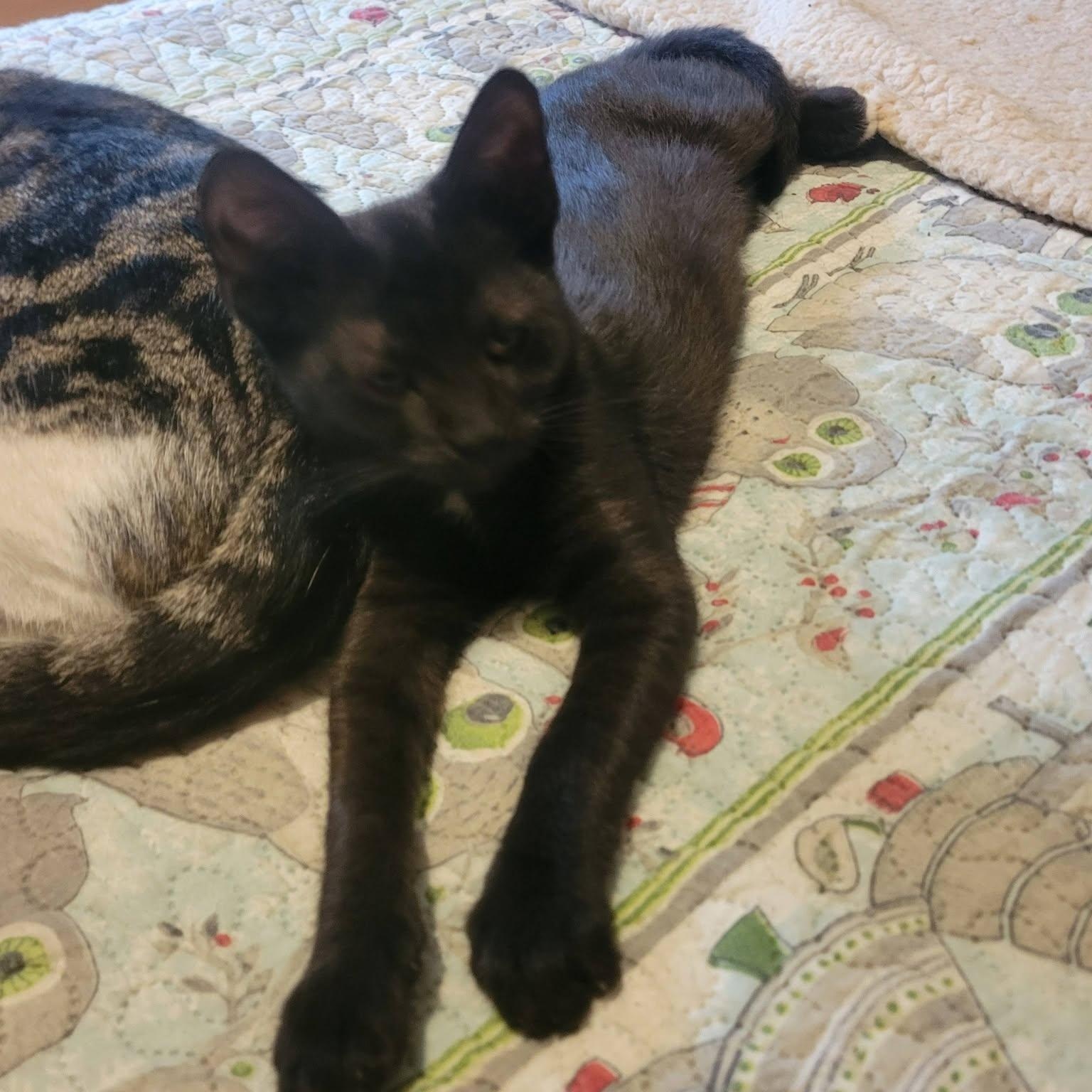 Tippy Toes, a ADOPTABLE Domestic Short Hair in East Amherst, NY image 2/6