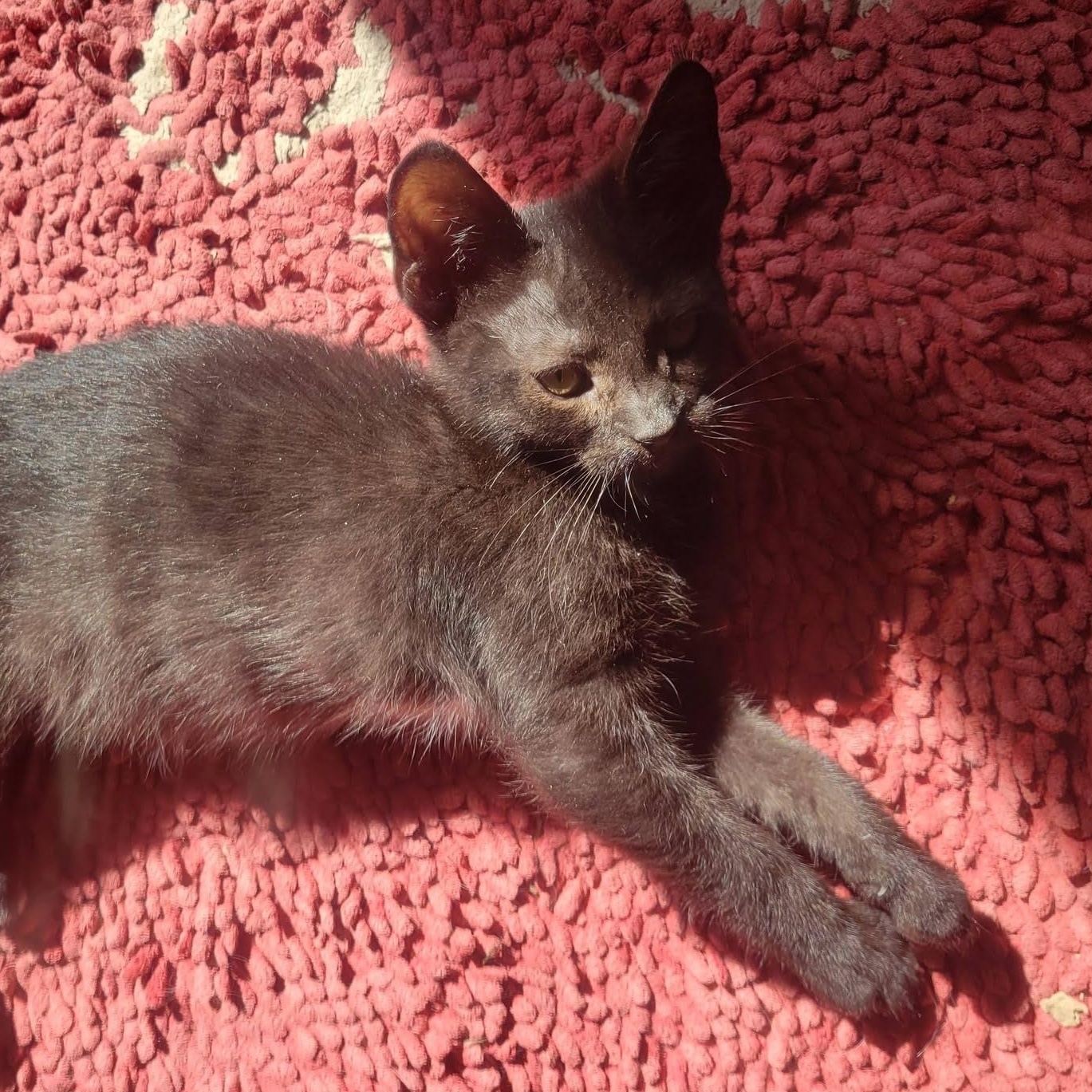 Tippy Toes, ADOPTABLE, Kitten Female Domestic Short Hair.