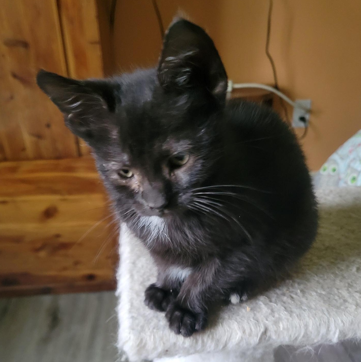 Enlarge Tippy Toes, a ADOPTABLE Domestic Short Hair in East Amherst, NY image 5/6