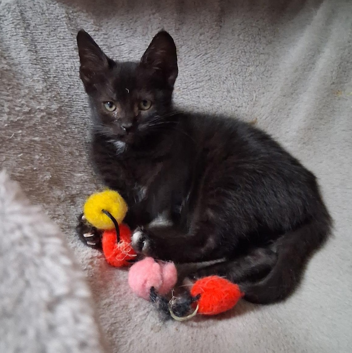 Enlarge Tippy Toes, a ADOPTABLE Domestic Short Hair in East Amherst, NY image 2/6