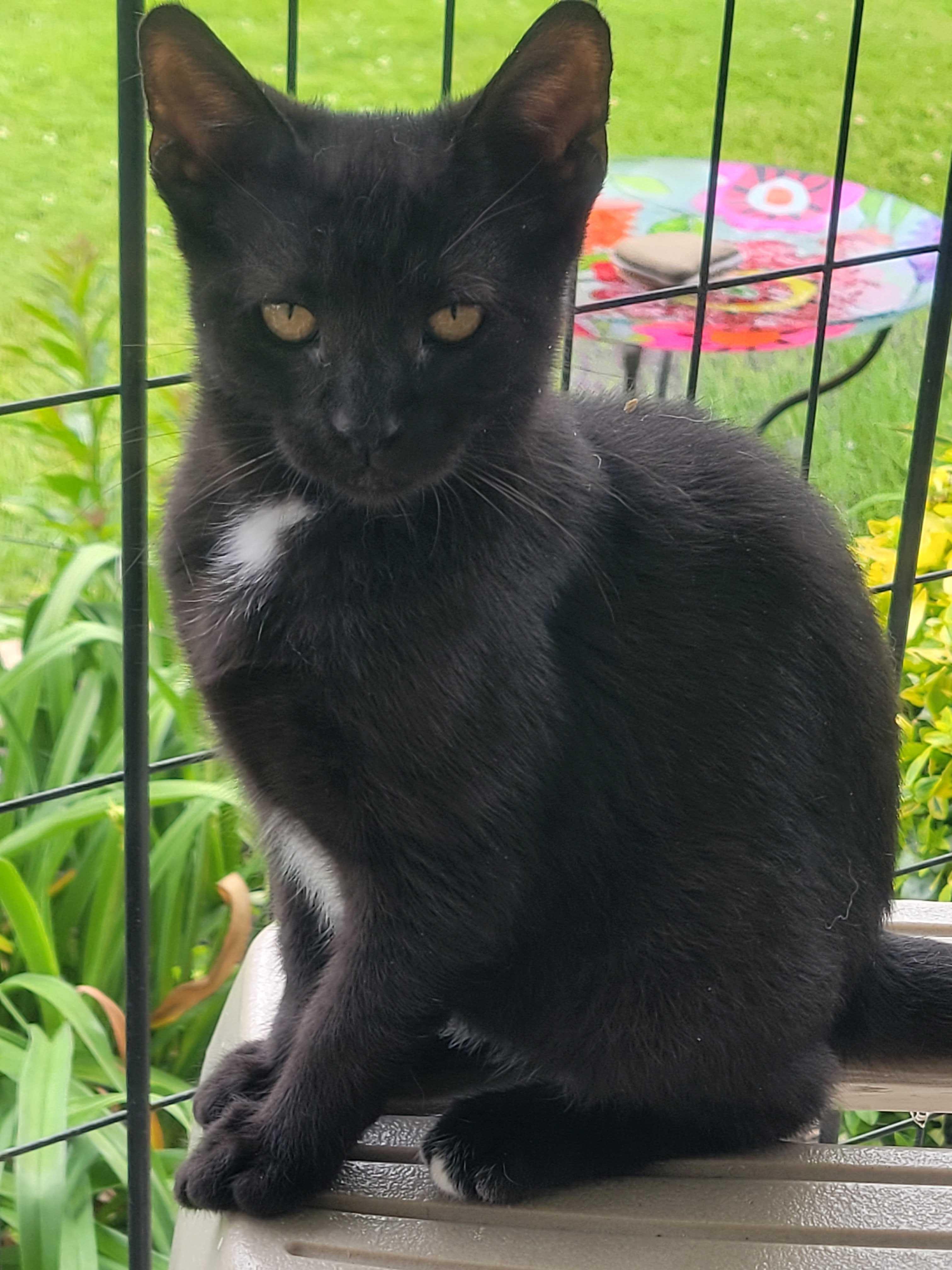 Tippy Toes, a ADOPTABLE Domestic Short Hair in East Amherst, NY image 4/6