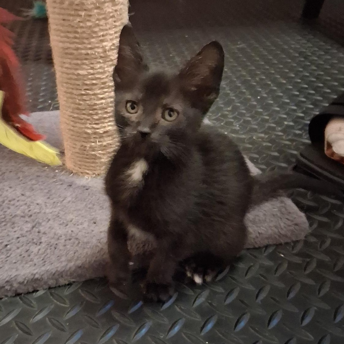 Enlarge Tippy Toes, a ADOPTABLE Domestic Short Hair in East Amherst, NY image 1/6
