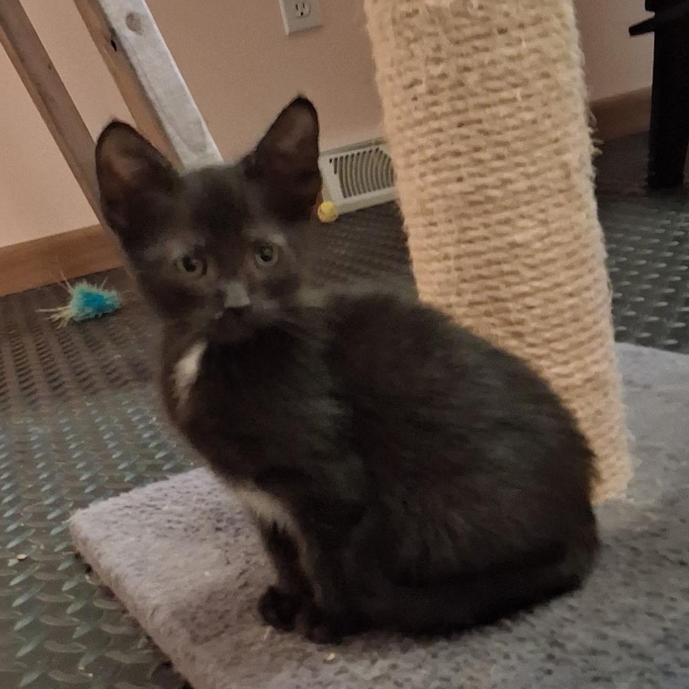 Enlarge Tippy Toes, a ADOPTABLE Domestic Short Hair in East Amherst, NY image 3/6