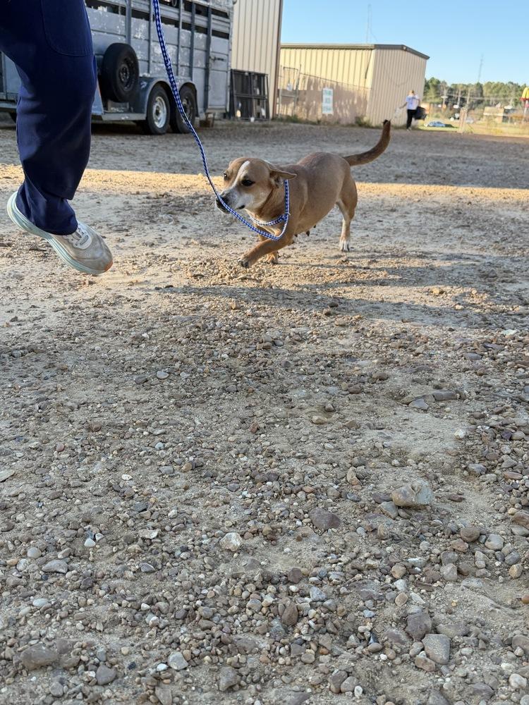 Enlarge Sassy, a Adoptable mixed breed in Crystal Springs, MS image 1/3