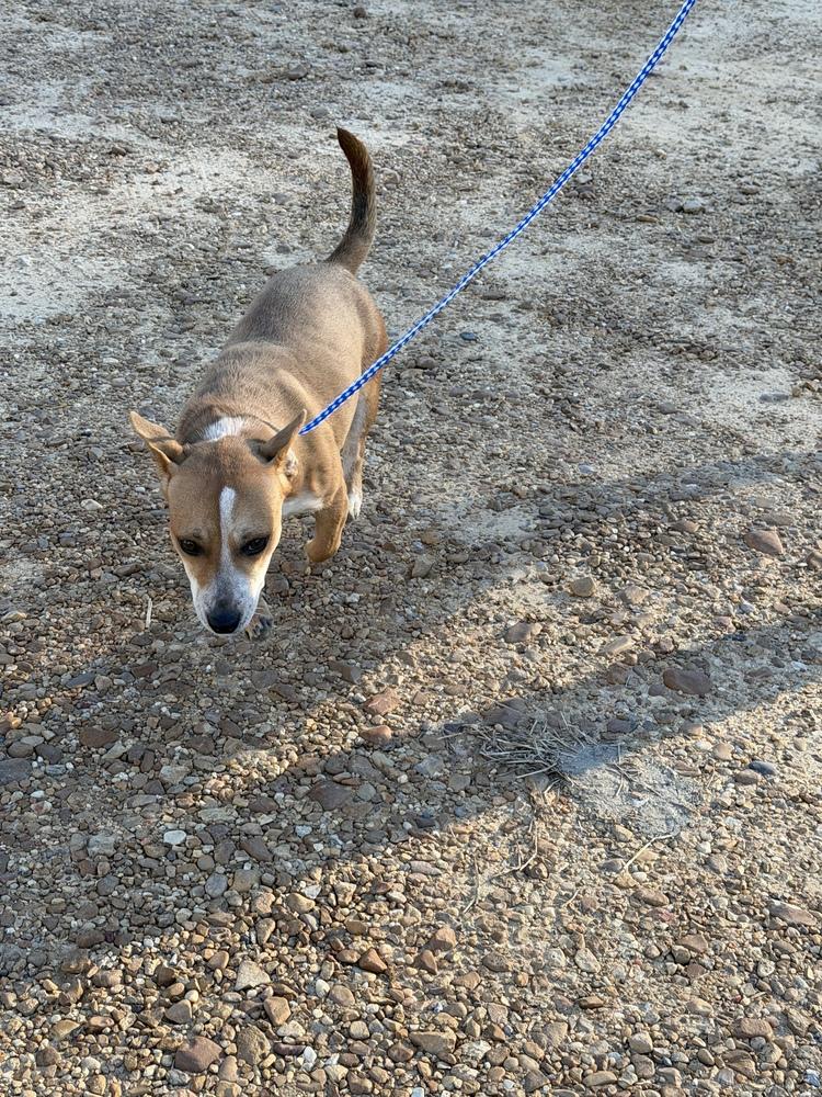 Enlarge Sassy, a Adoptable mixed breed in Crystal Springs, MS image 2/3