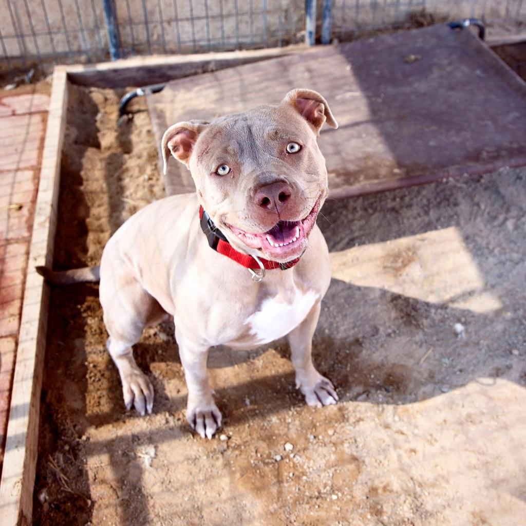 Lady Kim, Adoptable, Adult Female American Staffordshire Terrier.