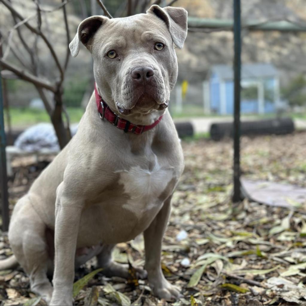 Enlarge Lady Kim, a Adoptable American Staffordshire Terrier in Lompoc, CA image 2/6