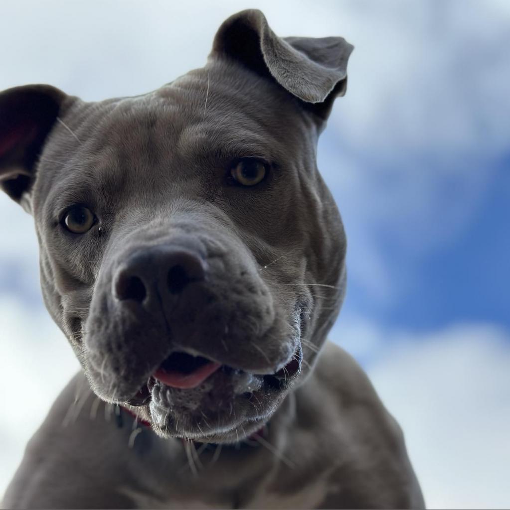 Enlarge Lady Kim, a Adoptable American Staffordshire Terrier in Lompoc, CA image 3/6