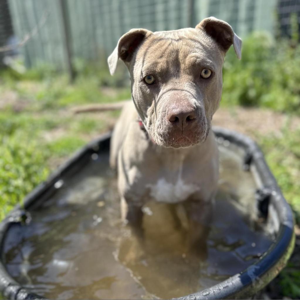 Enlarge Lady Kim, a Adoptable American Staffordshire Terrier in Lompoc, CA image 4/6