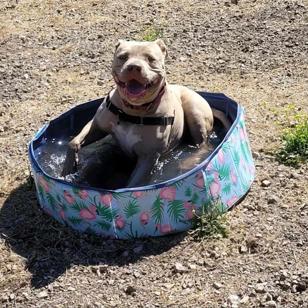 Enlarge Lady Kim, a Adoptable American Staffordshire Terrier in Lompoc, CA image 5/6