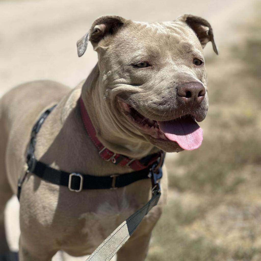 Enlarge Lady Kim, a Adoptable American Staffordshire Terrier in Lompoc, CA image 6/6