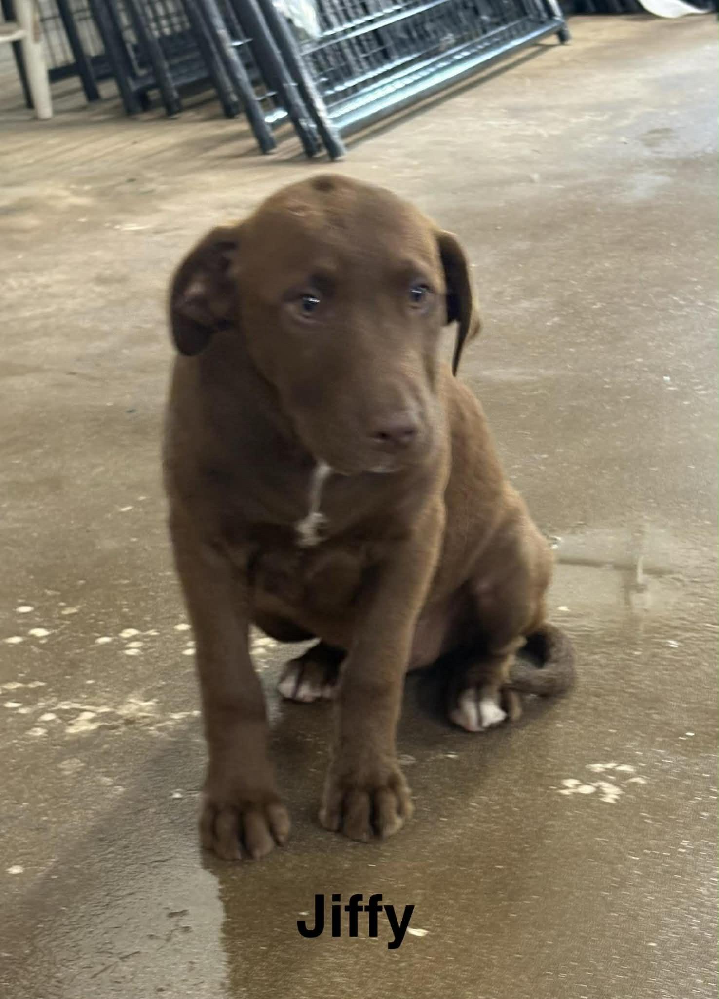 Jiffy — thumbnail 2