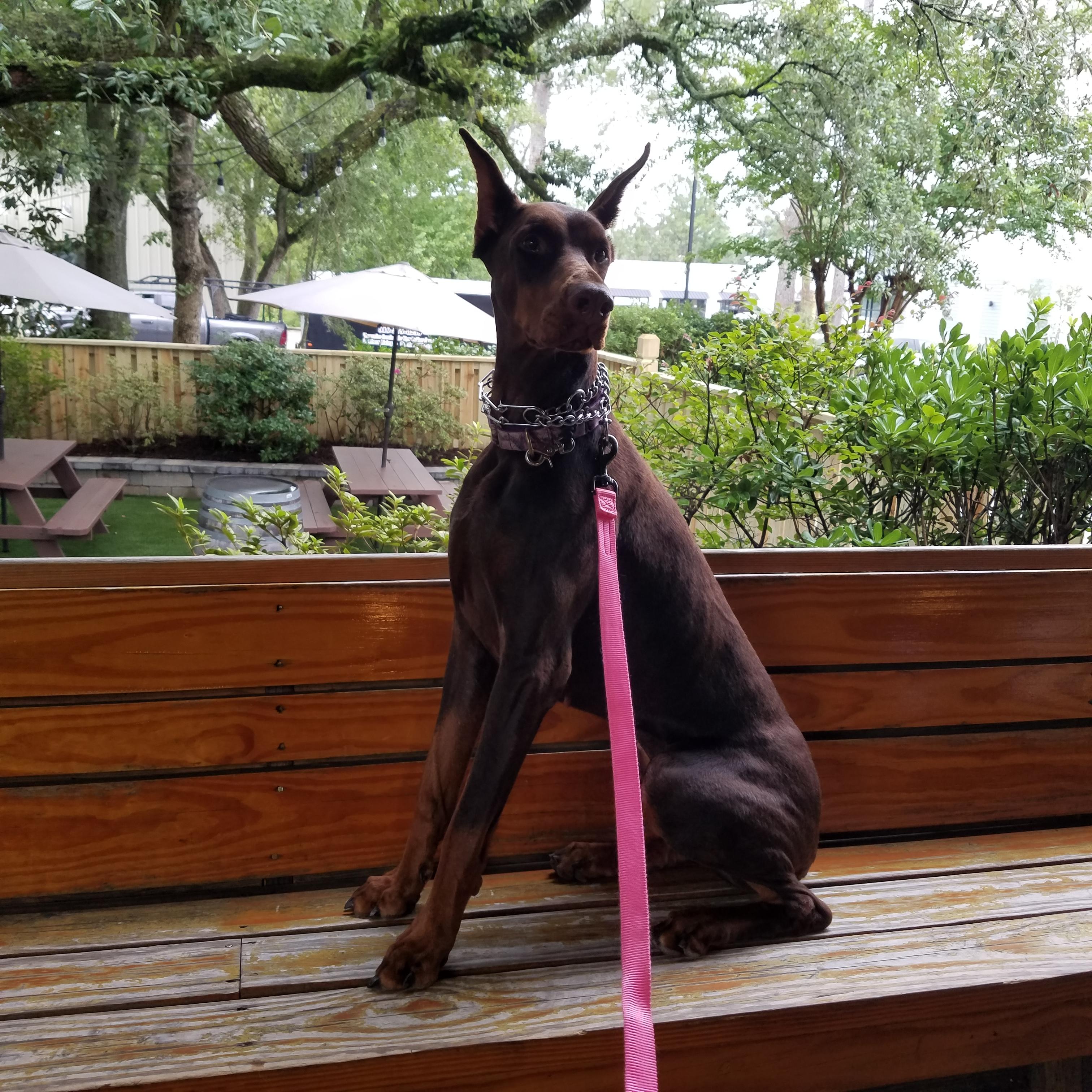 Sasha, Adopted, Young Female Doberman Pinscher.
