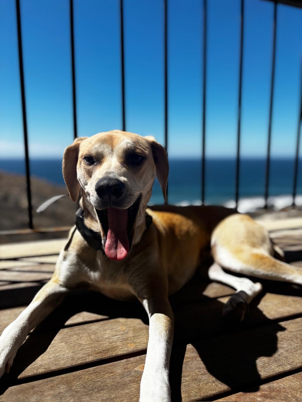 Orla, a Adoptable mixed breed in Portland, OR image 2/5