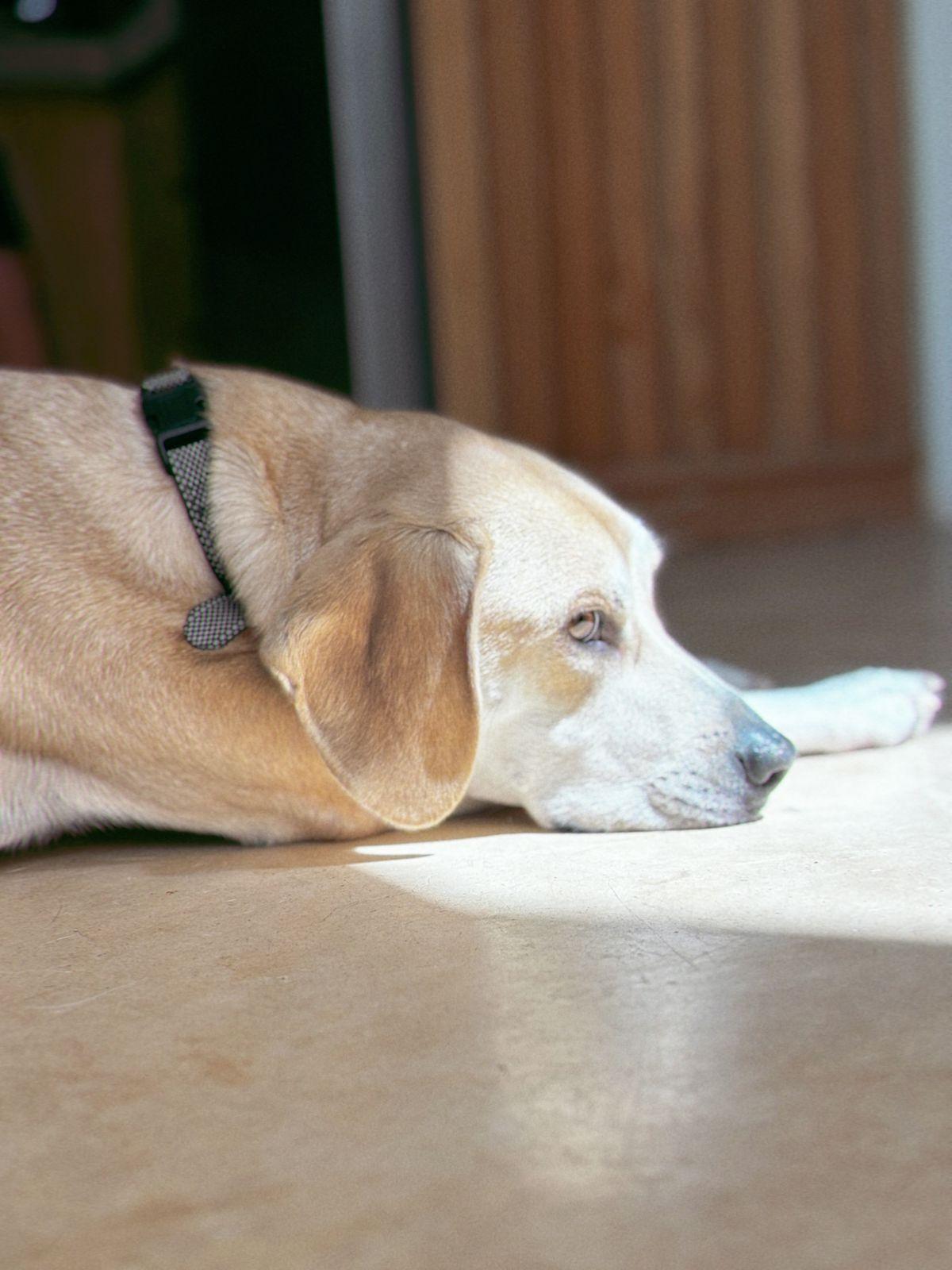 Orla, a Adoptable mixed breed in Portland, OR image 3/5