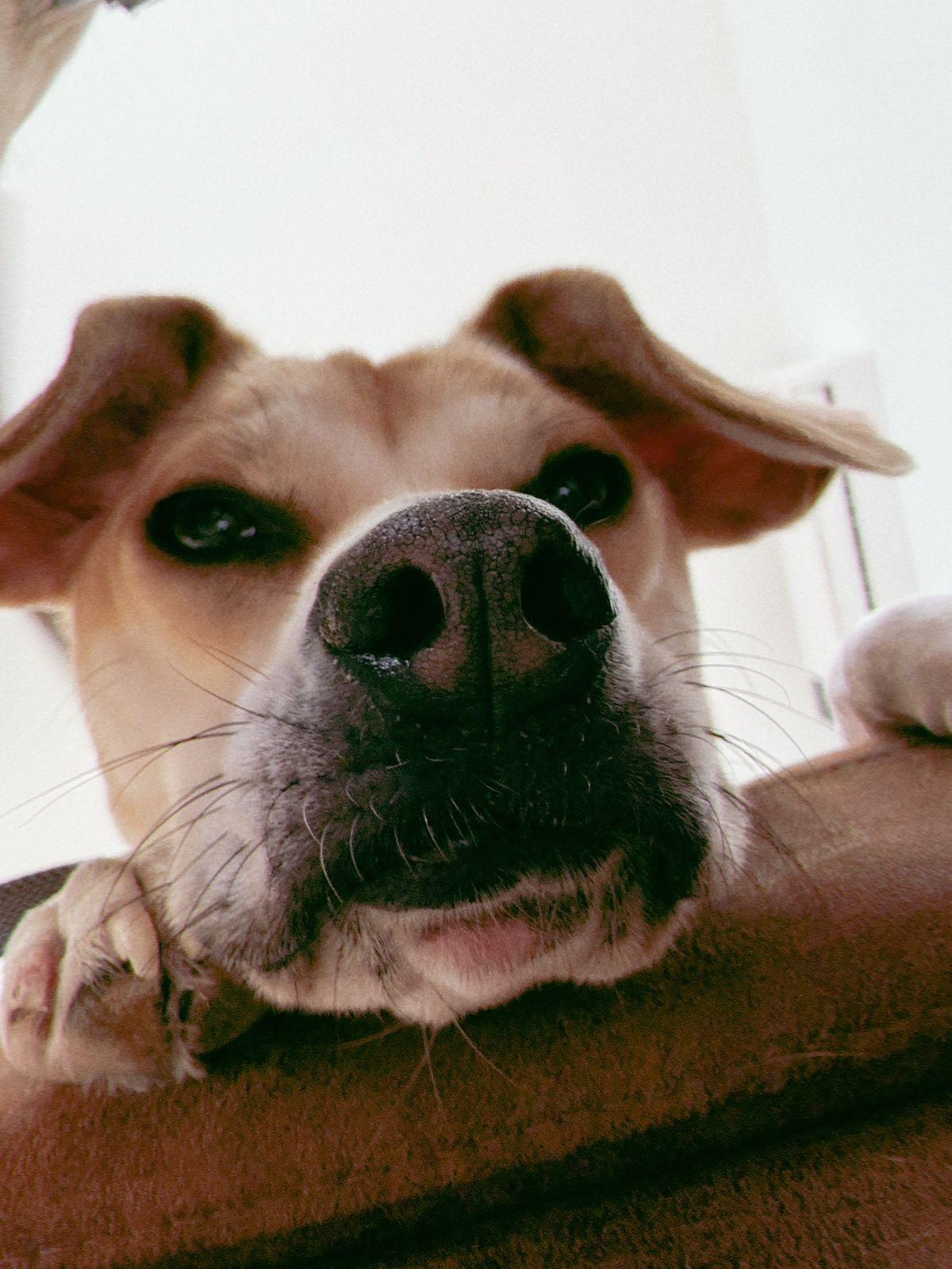 Orla, a Adoptable mixed breed in Portland, OR image 4/5