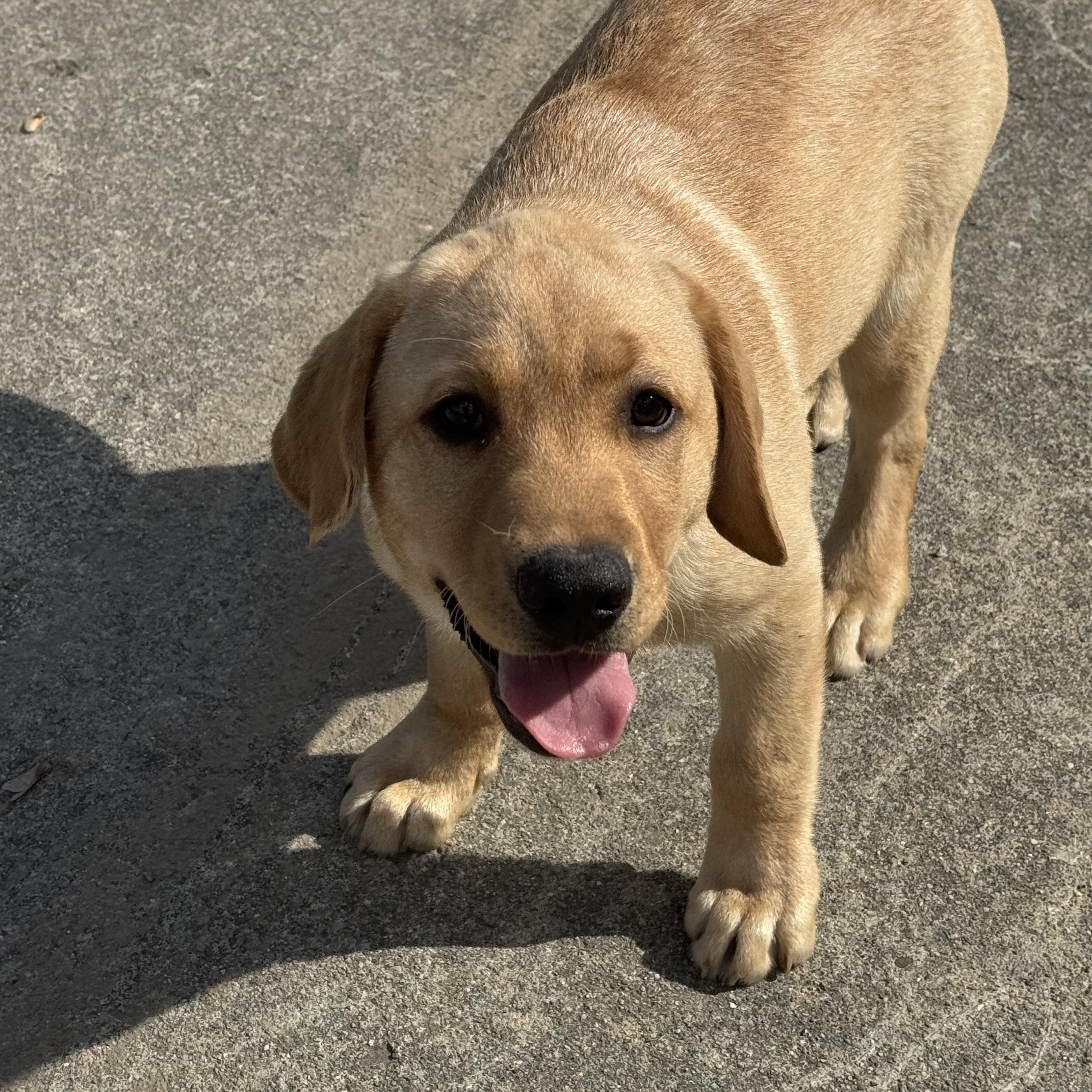 Enlarge Lenny, a Adopted Yellow Labrador Retriever in Cincinnati, OH image 4/6