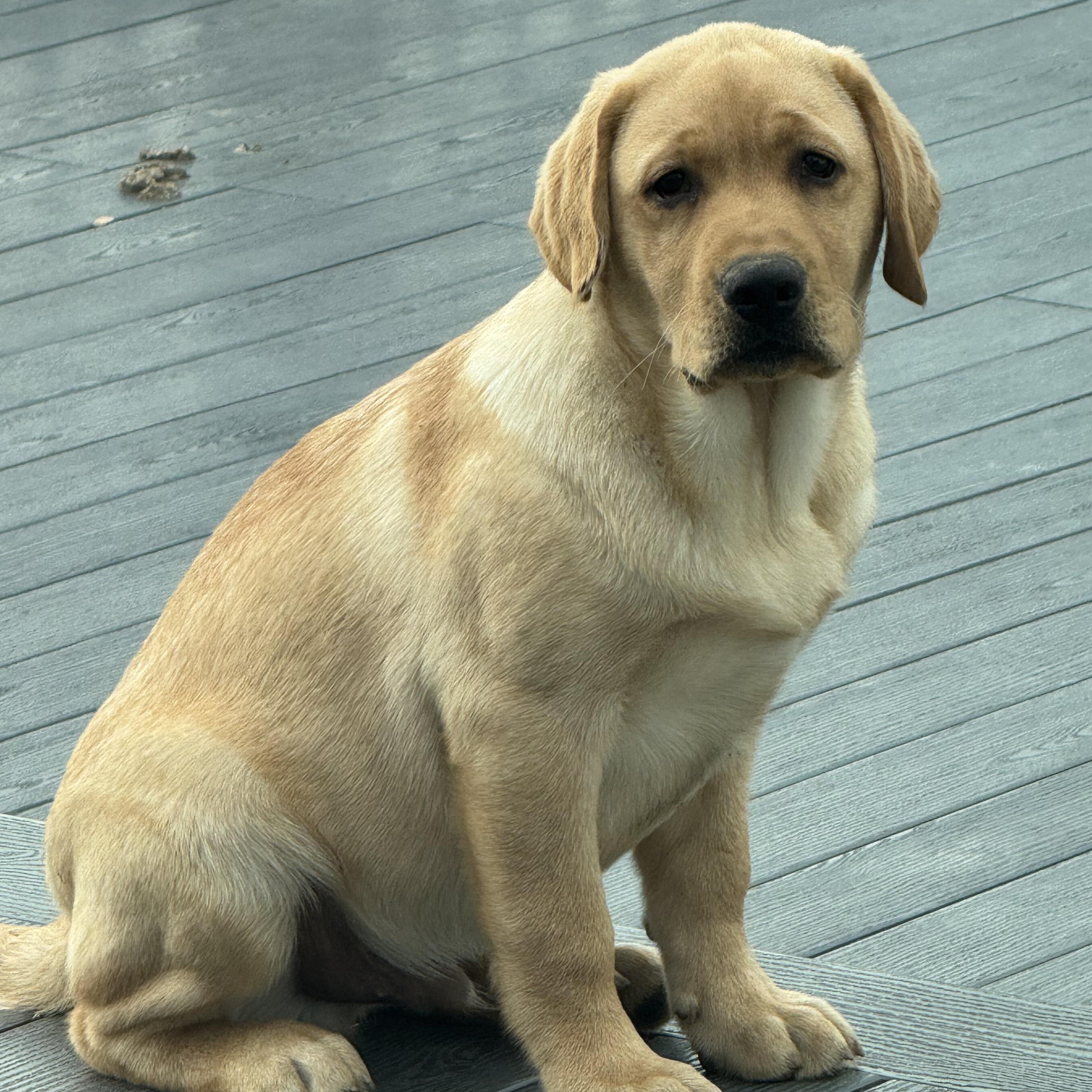Enlarge Lenny, a Adopted Yellow Labrador Retriever in Cincinnati, OH image 1/6