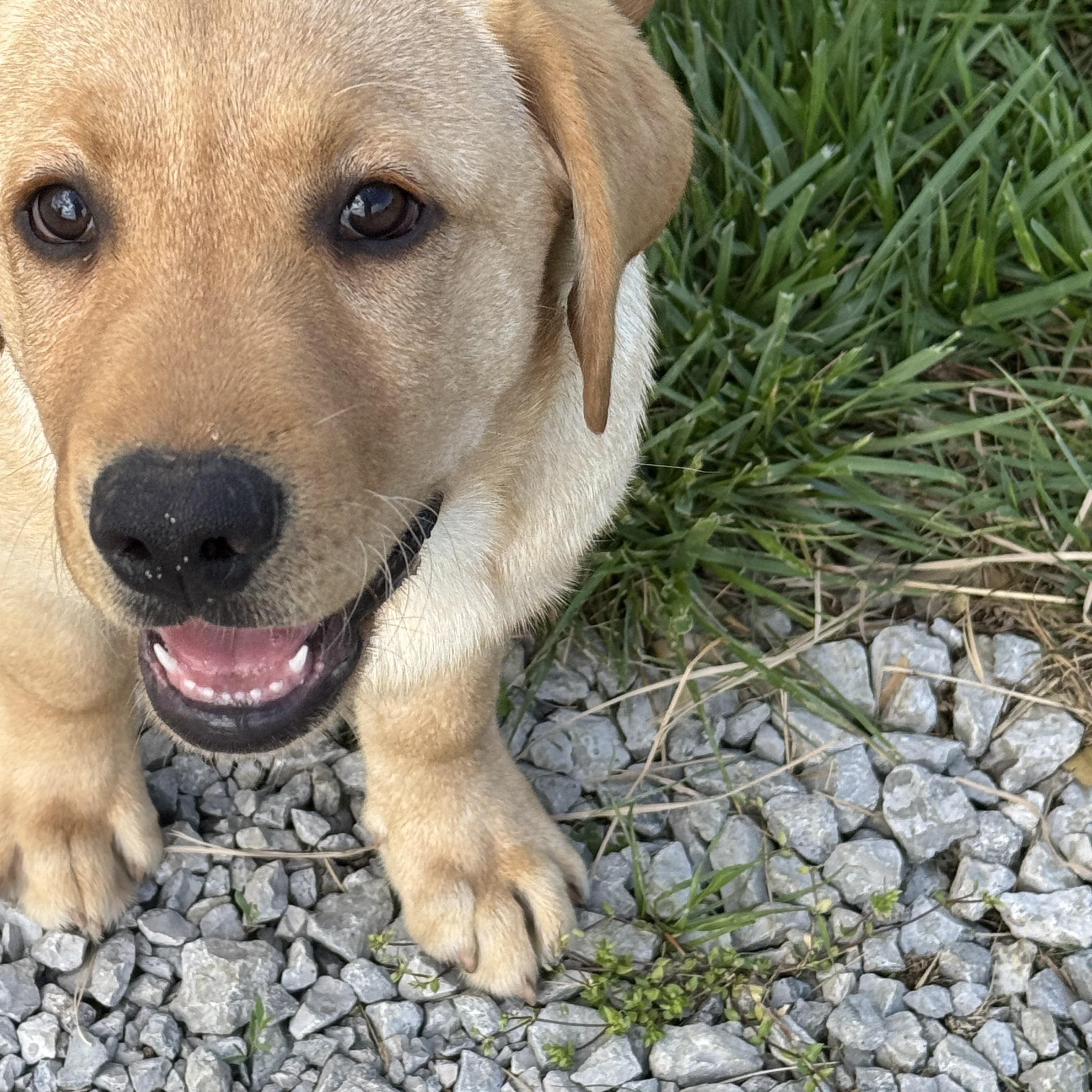 Enlarge Lenny, a Adopted Yellow Labrador Retriever in Cincinnati, OH image 6/6