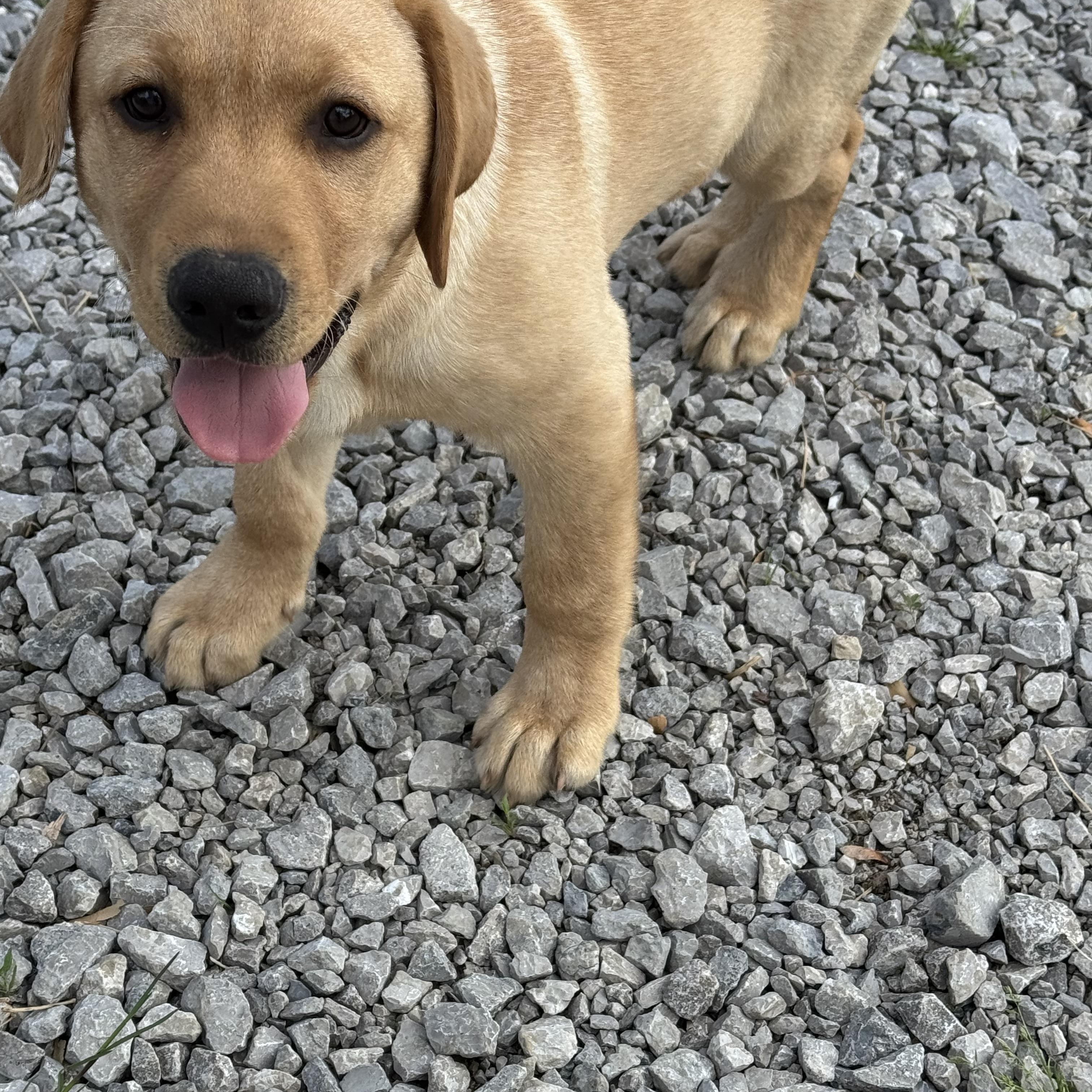 Enlarge Lenny, a Adopted Yellow Labrador Retriever in Cincinnati, OH image 3/6