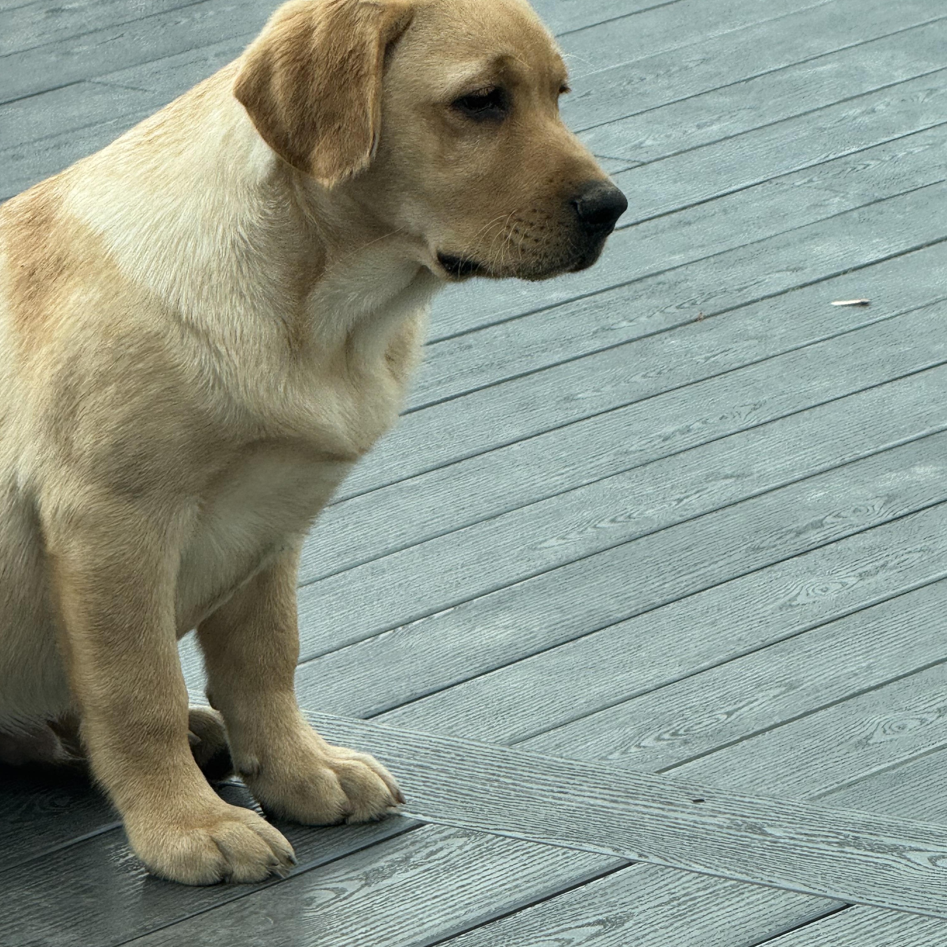 Enlarge Lenny, a Adopted Yellow Labrador Retriever in Cincinnati, OH image 2/6
