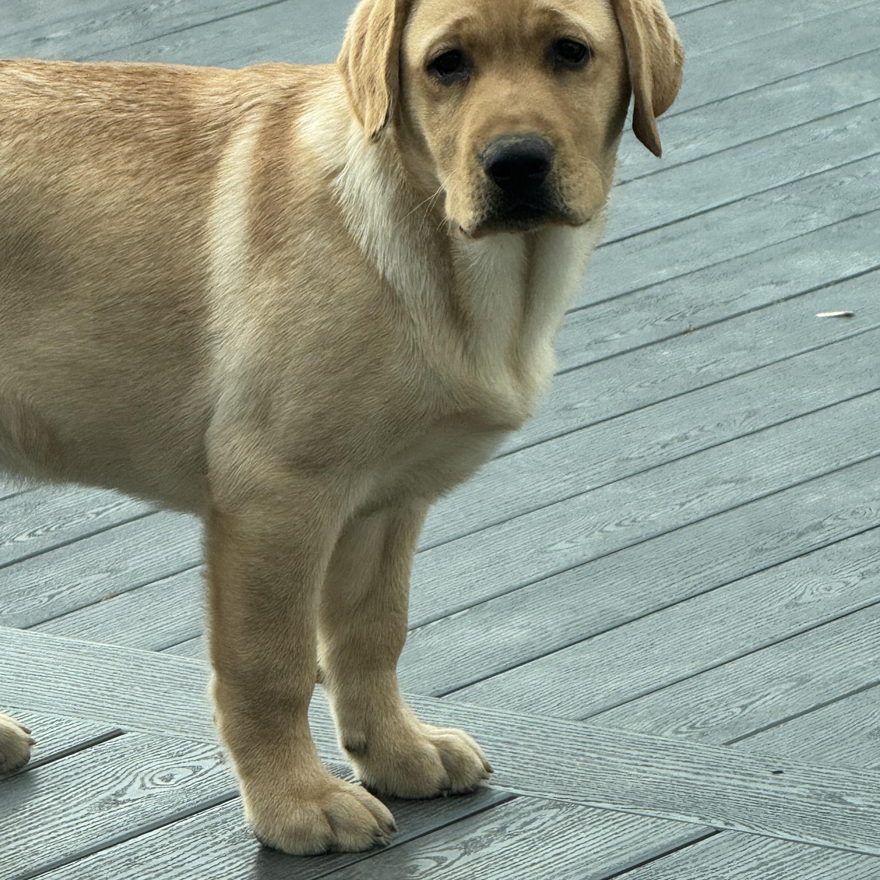 Enlarge Lenny, a Adopted Yellow Labrador Retriever in Cincinnati, OH image 5/6