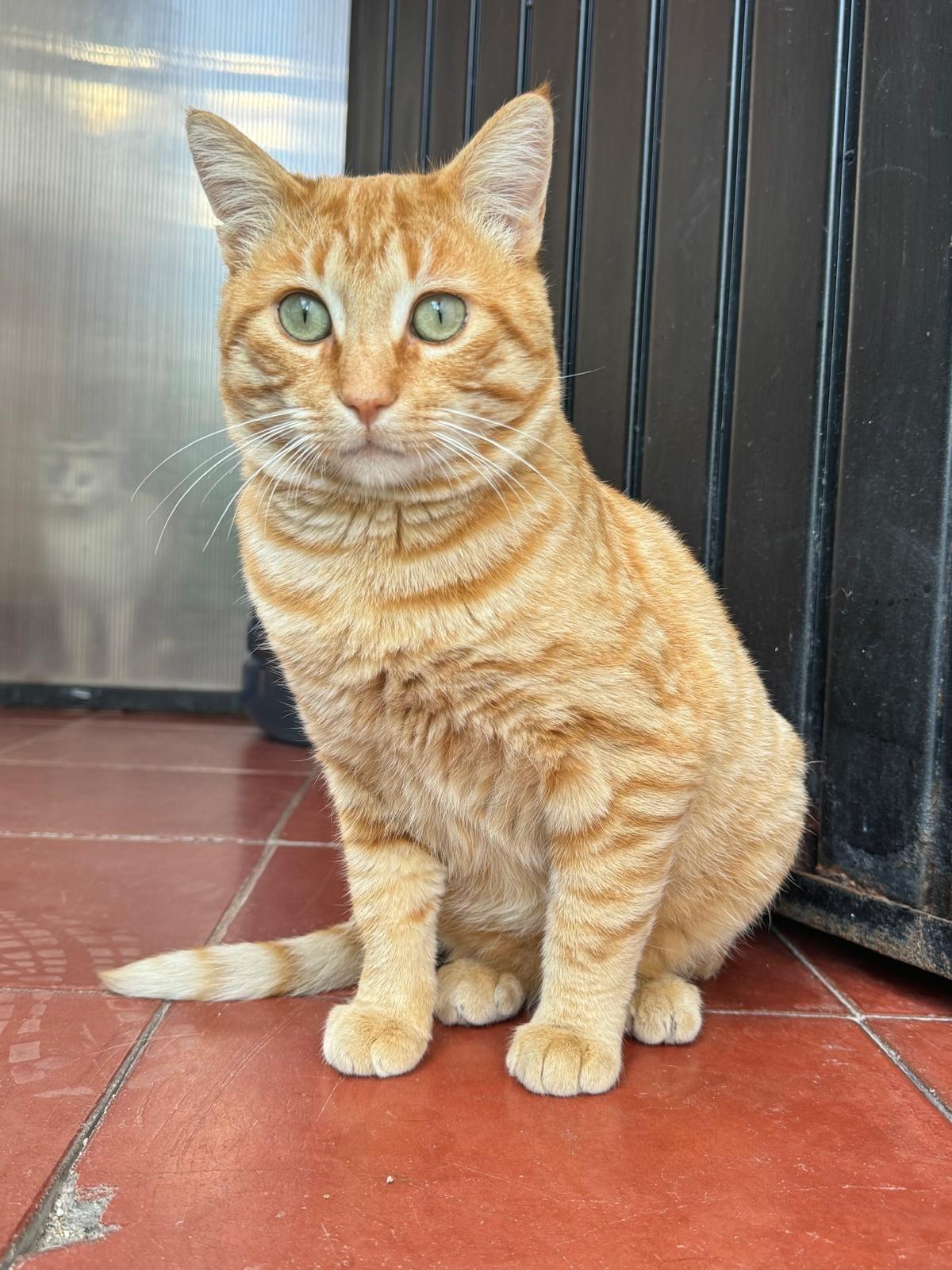 Chaparro (bonded with Charlie)