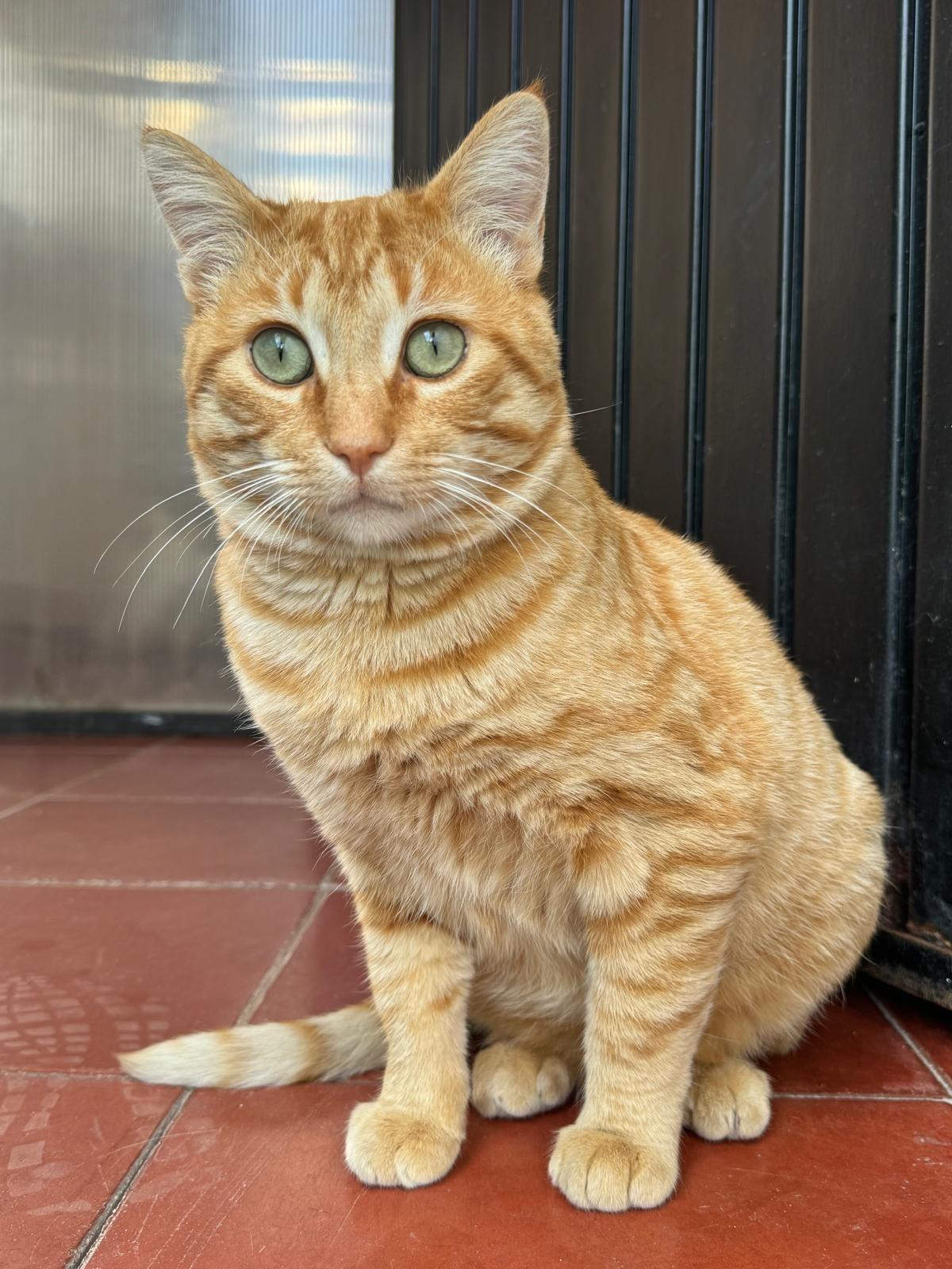 Chaparro (bonded with Charlie)