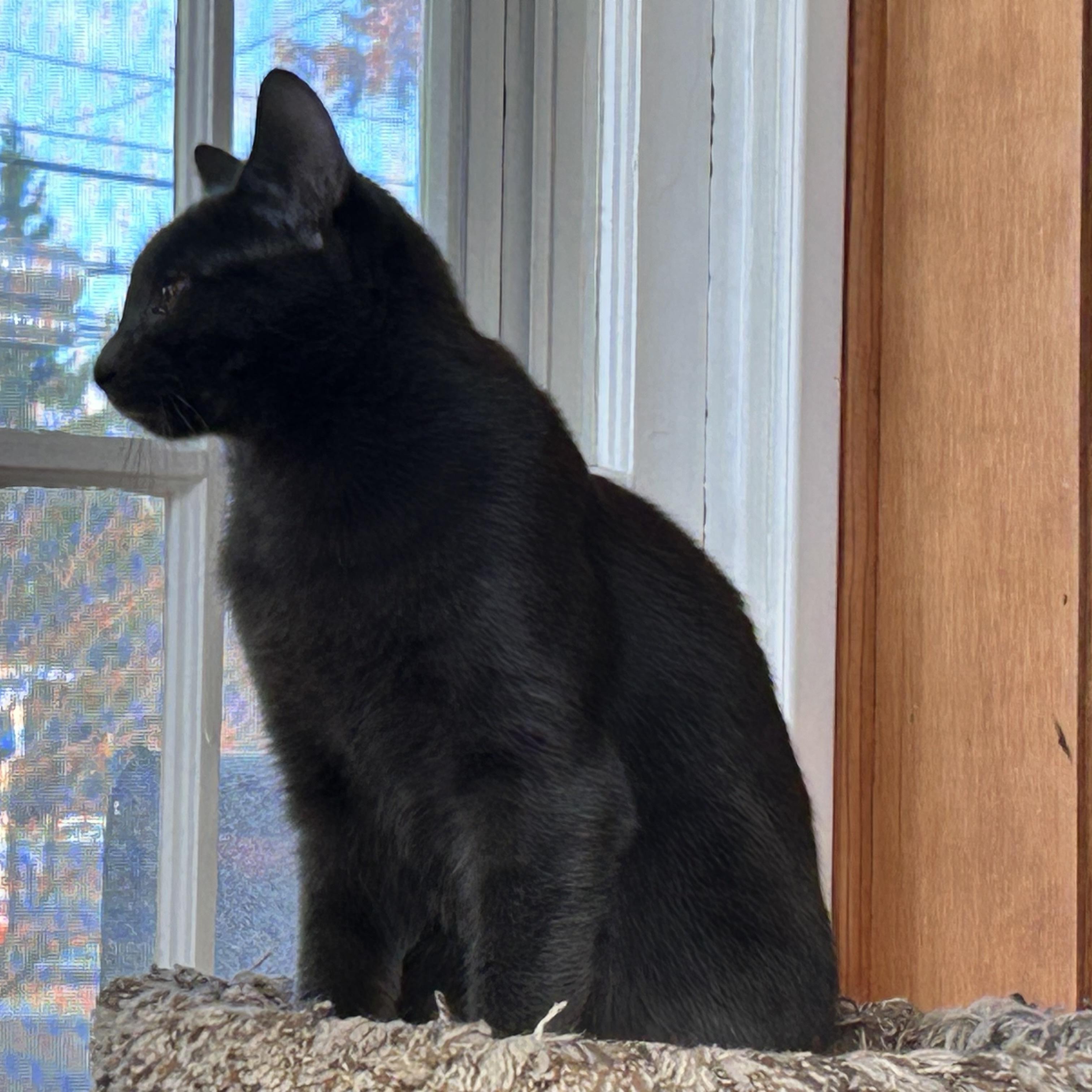 Enlarge Lavender, a ADOPTABLE Domestic Short Hair in Brockport, NY image 2/6