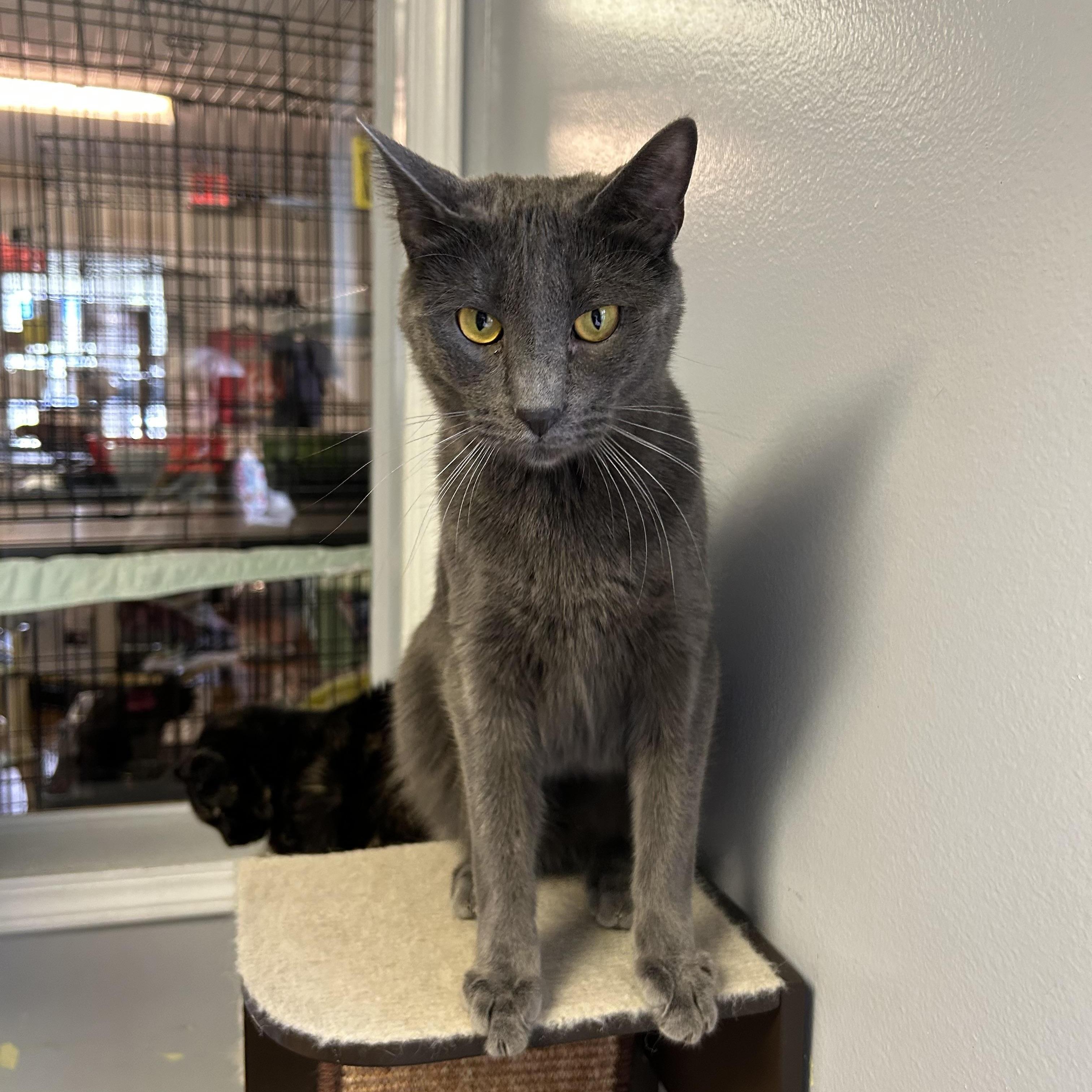 Enlarge Lavender, a ADOPTABLE Domestic Short Hair in Brockport, NY image 3/6