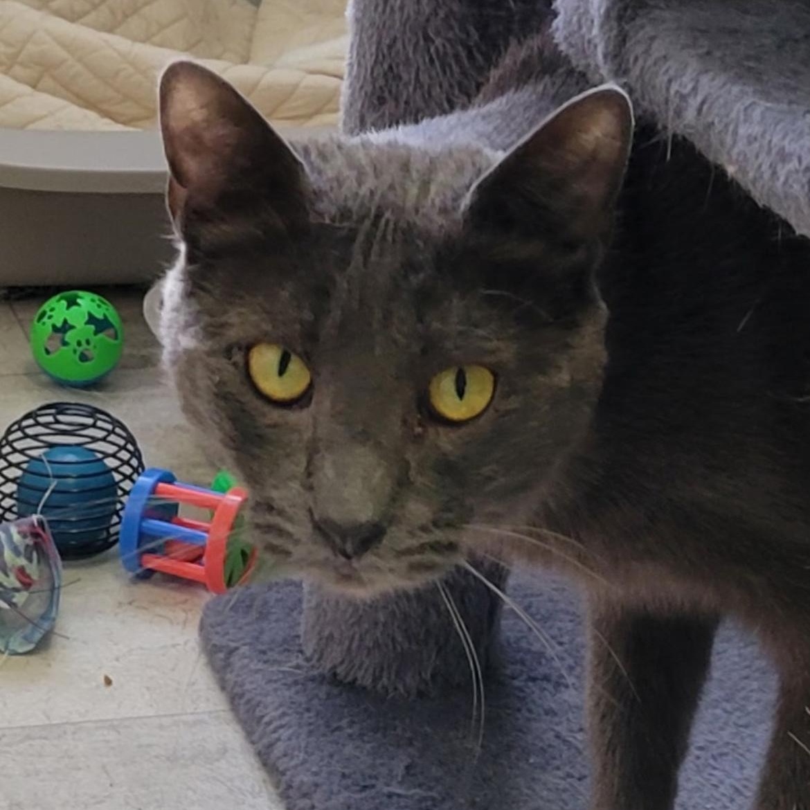 Enlarge Lavender, a ADOPTABLE Domestic Short Hair in Brockport, NY image 1/6