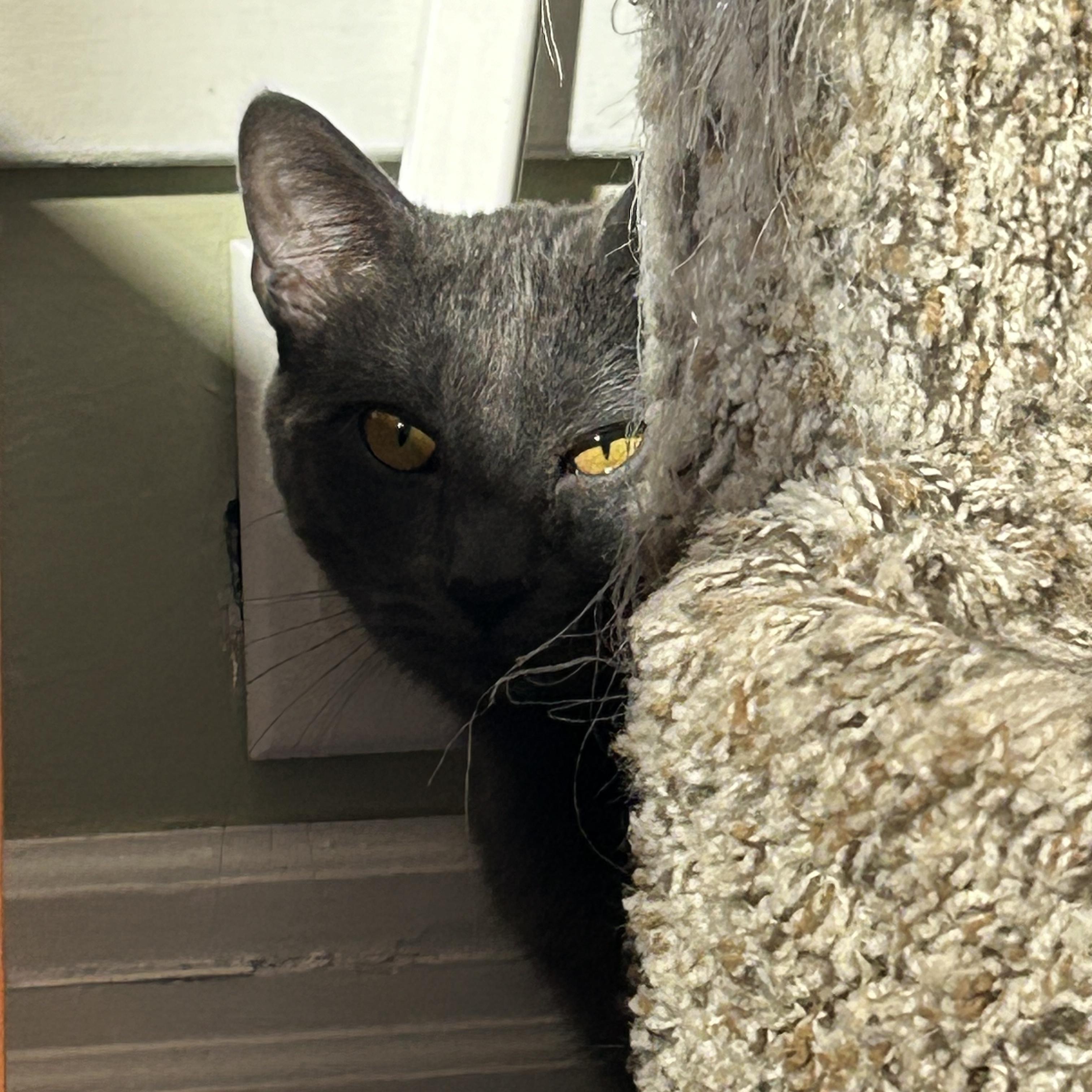 Enlarge Lavender, a ADOPTABLE Domestic Short Hair in Brockport, NY image 4/6