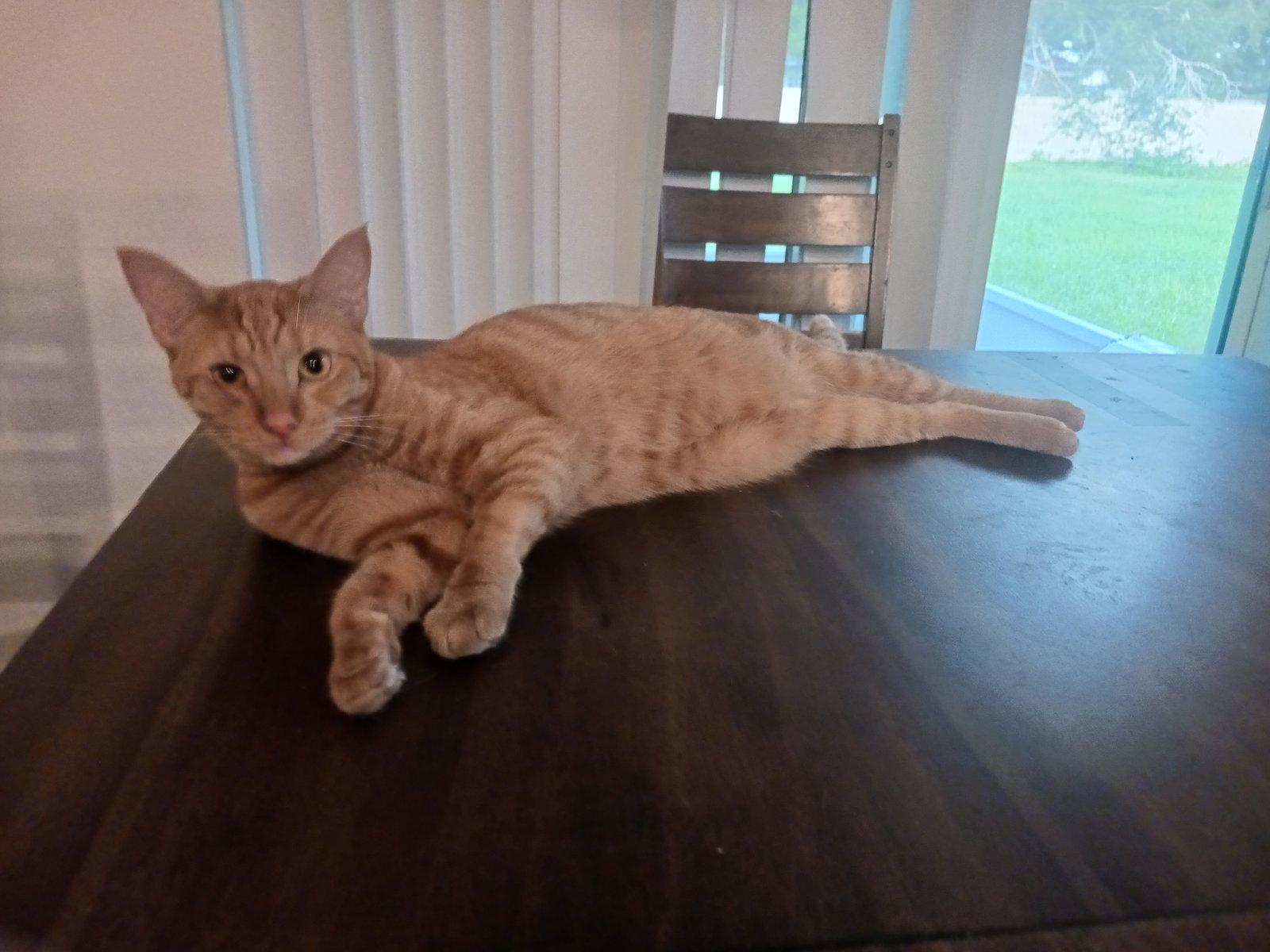Oats (5294), Adoptable, Young Female Domestic Short Hair.