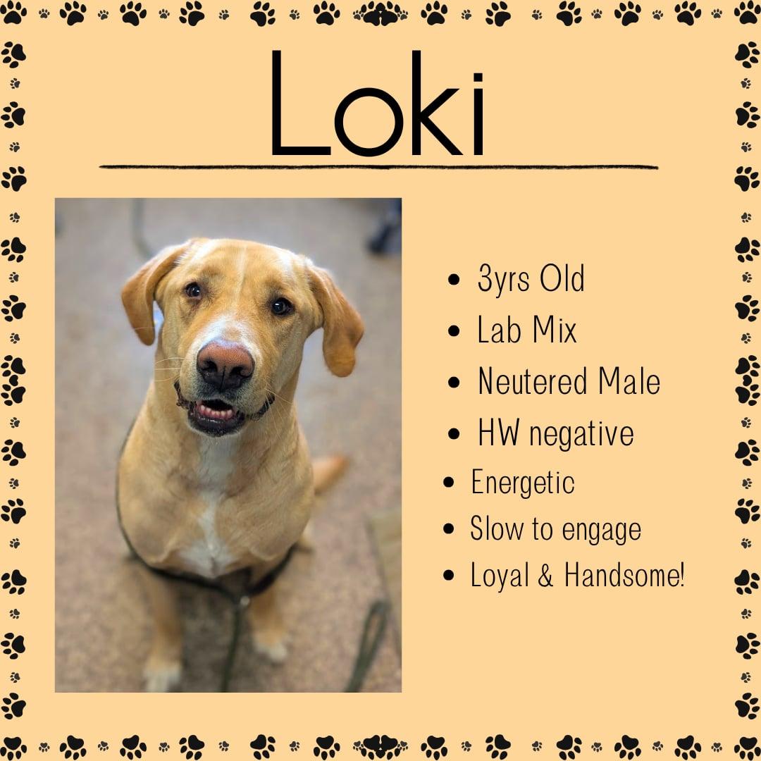 Enlarge Loki, a ADOPTABLE Yellow Labrador Retriever in Junction City, KS image 1/1