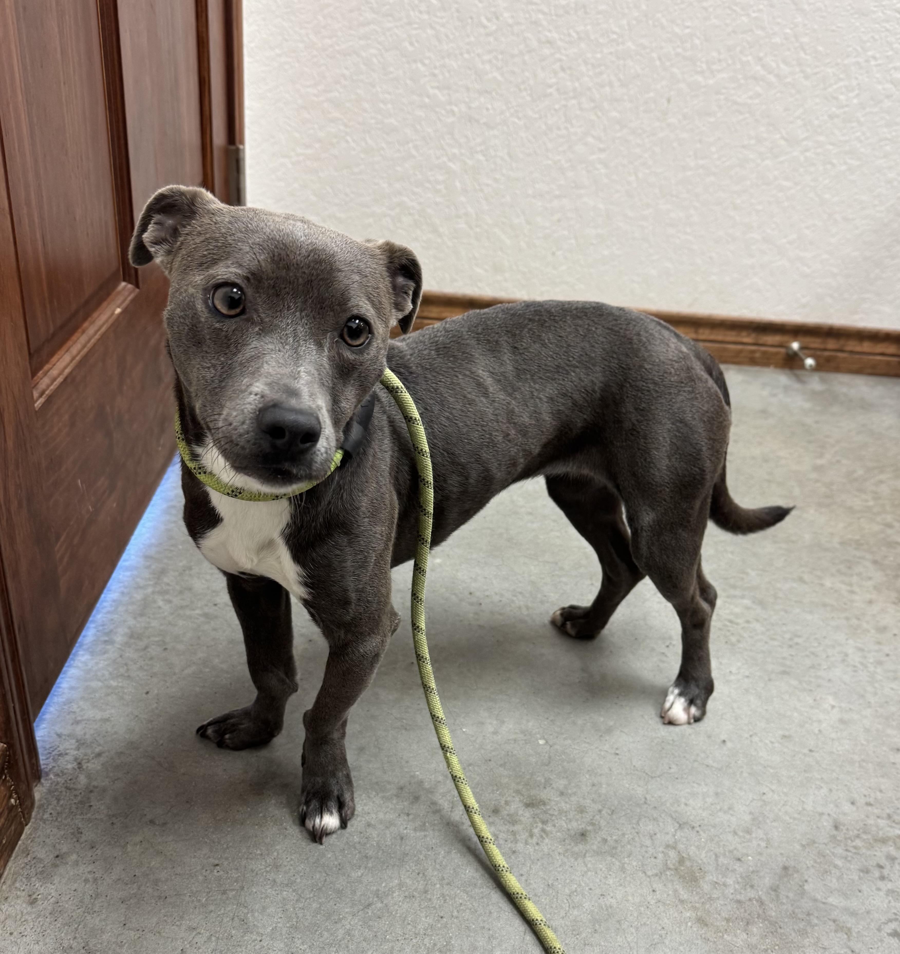 Lulu, an adopted mixed breed in Clive, IA image 4/4