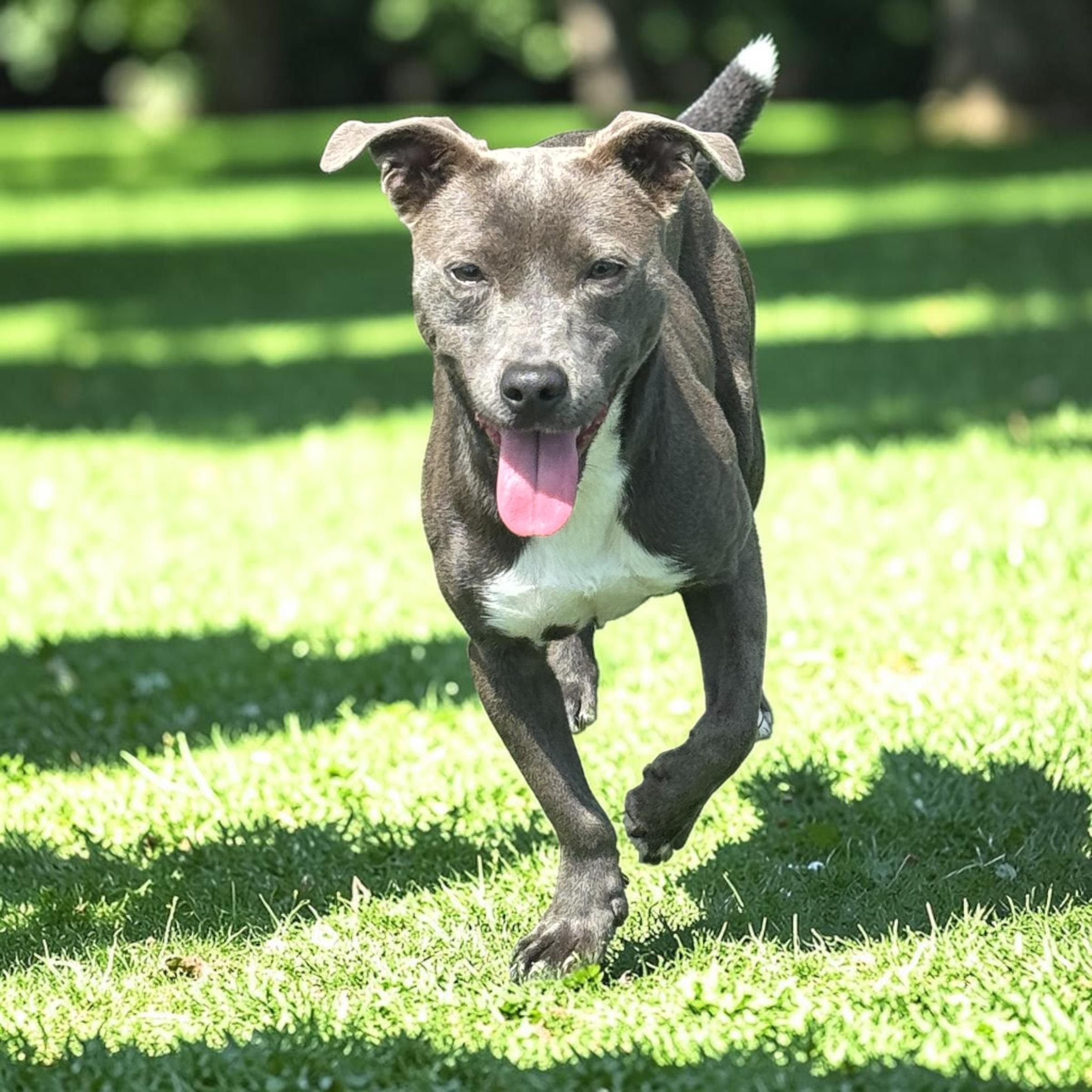 Lulu, an adopted mixed breed in Clive, IA image 1/4