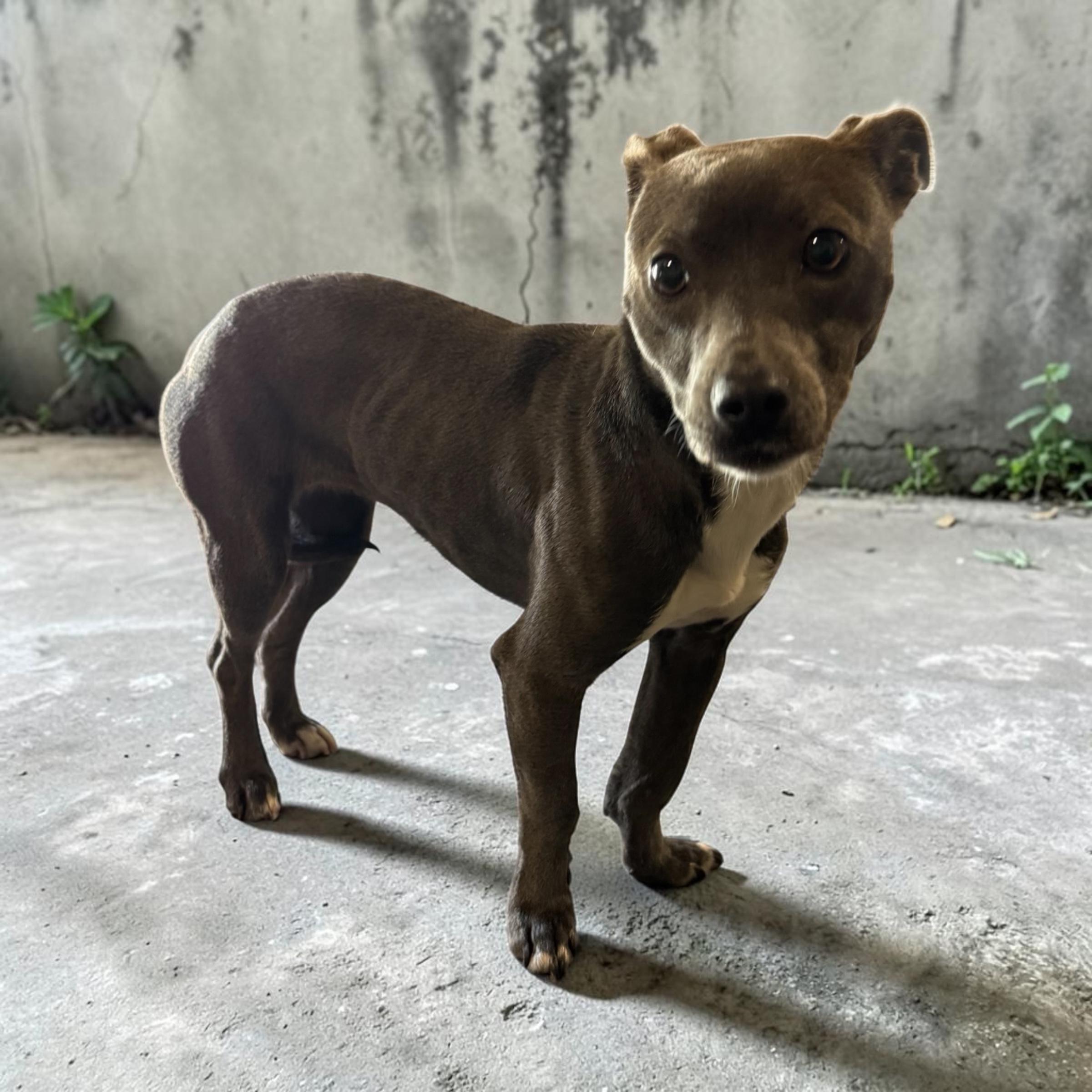 Lulu, an adopted mixed breed in Clive, IA image 2/4
