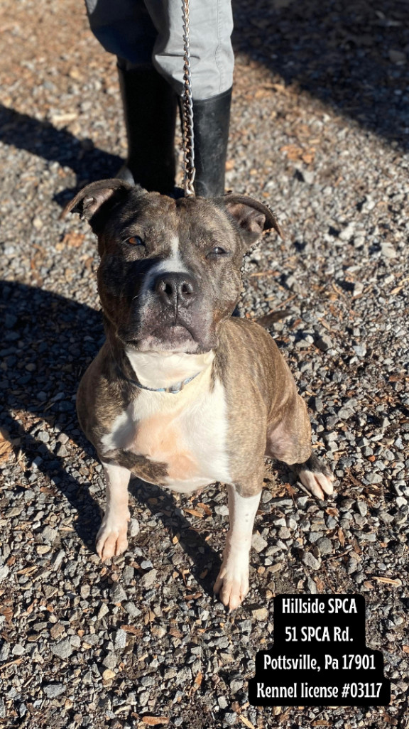 Patty, a Adoptable Pit Bull Terrier in Pottsville, PA image 2/3