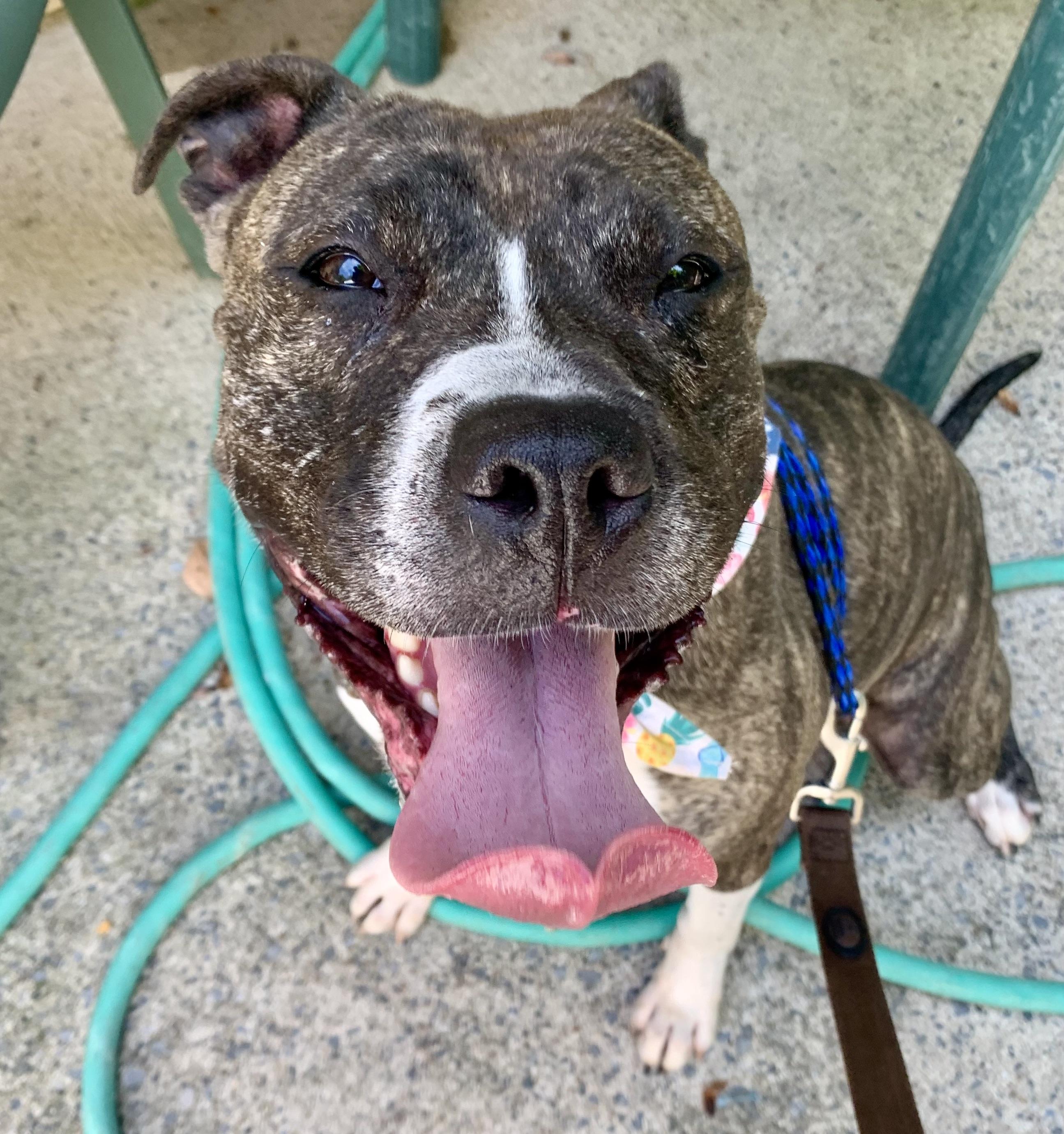 Patty, a Adoptable Pit Bull Terrier in Pottsville, PA image 3/3