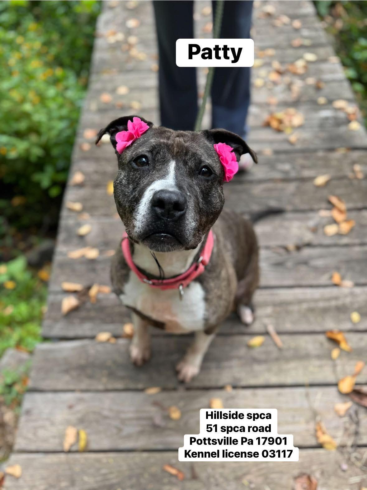 Patty, Adoptable, Adult Female Pit Bull Terrier.